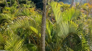 Un exuberante jardín tropical con diversas palmeras y follaje denso.