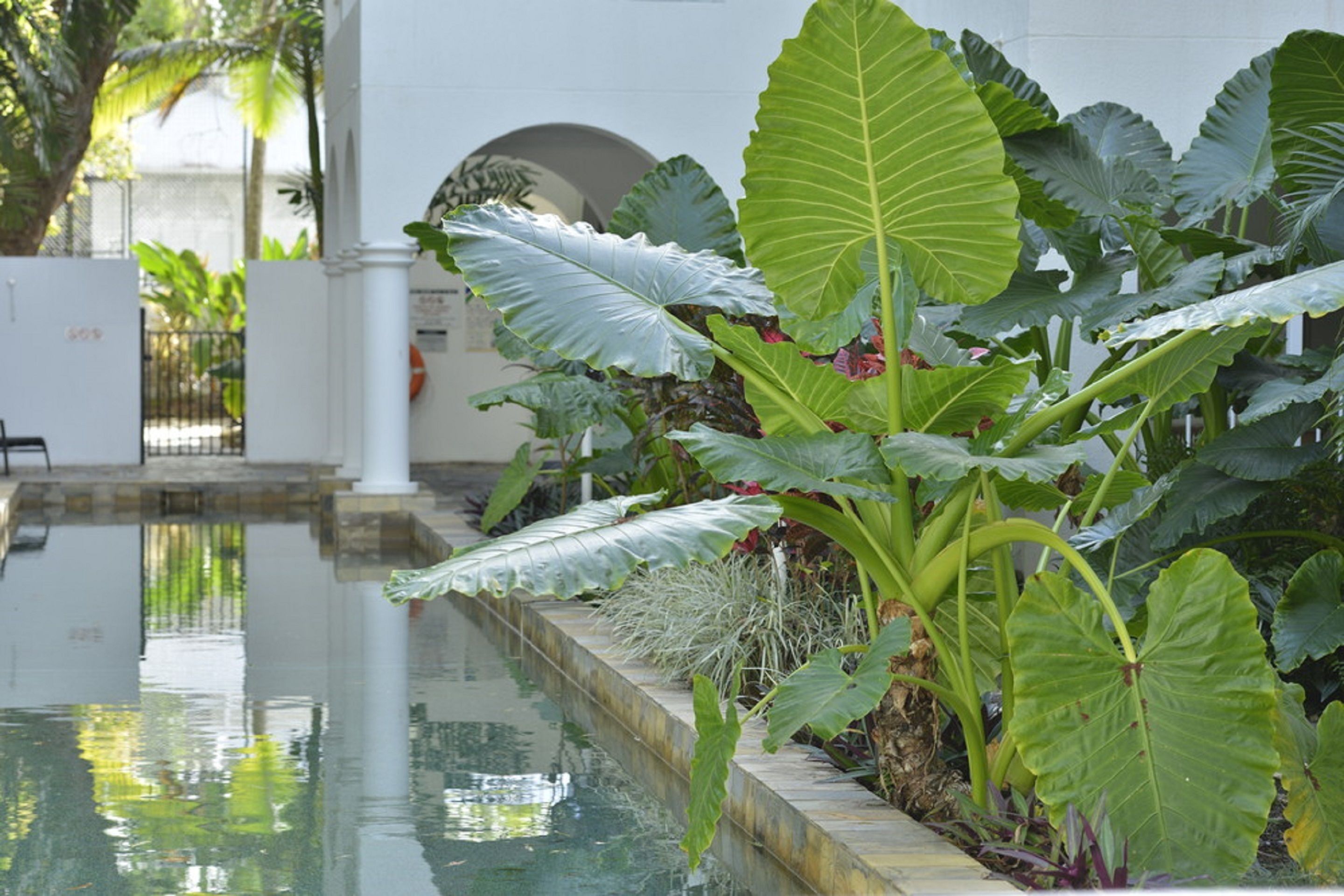 A pool surrounded by large tropical plants and a white building with columns.