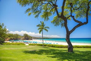 A beach with a large tree, a clear blue sky, and a grassy area with umbrellas.