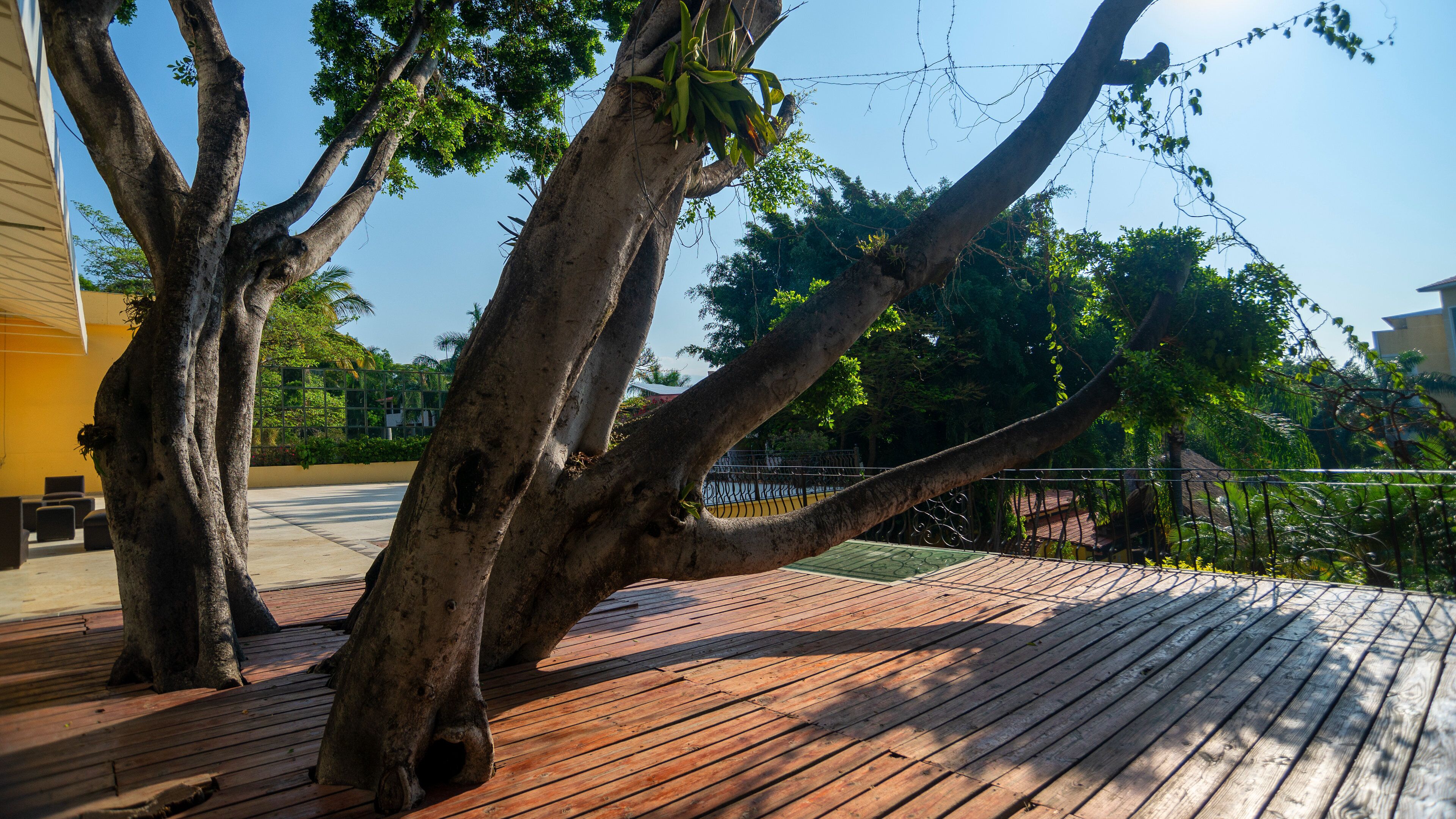Una terraza de madera con un árbol que se inclina sobre el borde.