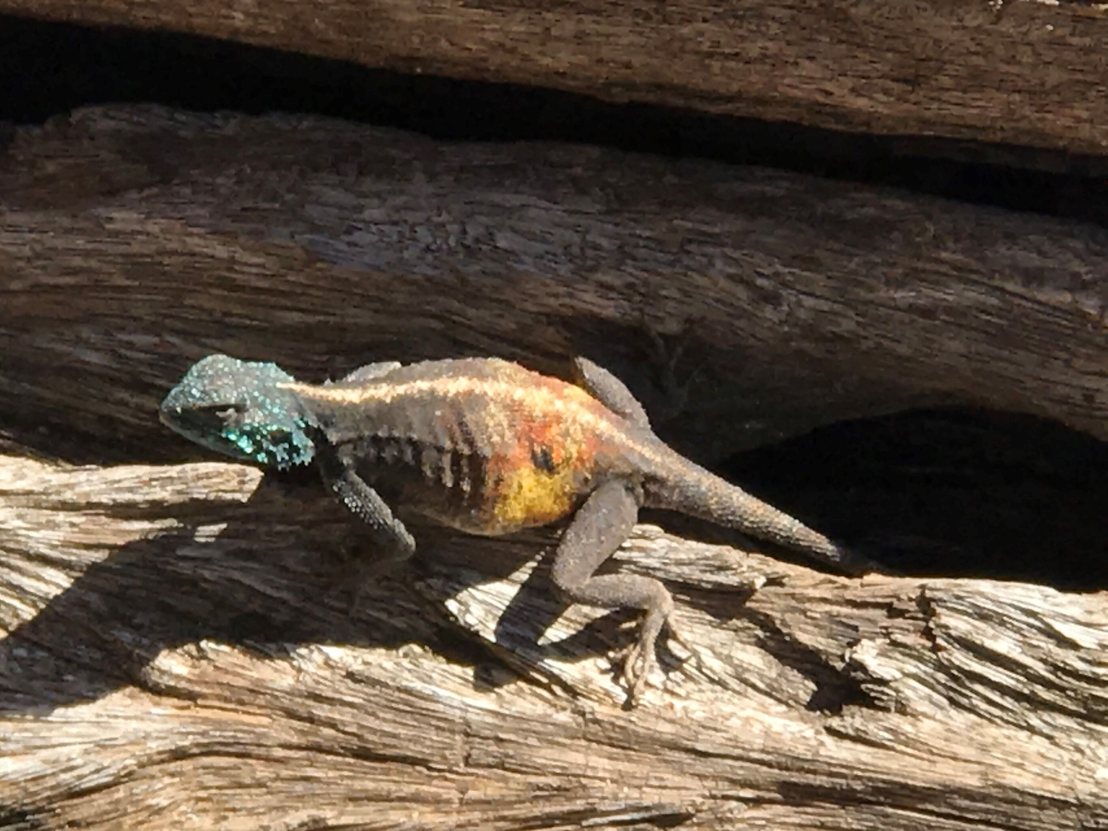 Foto - Manor on the Bay