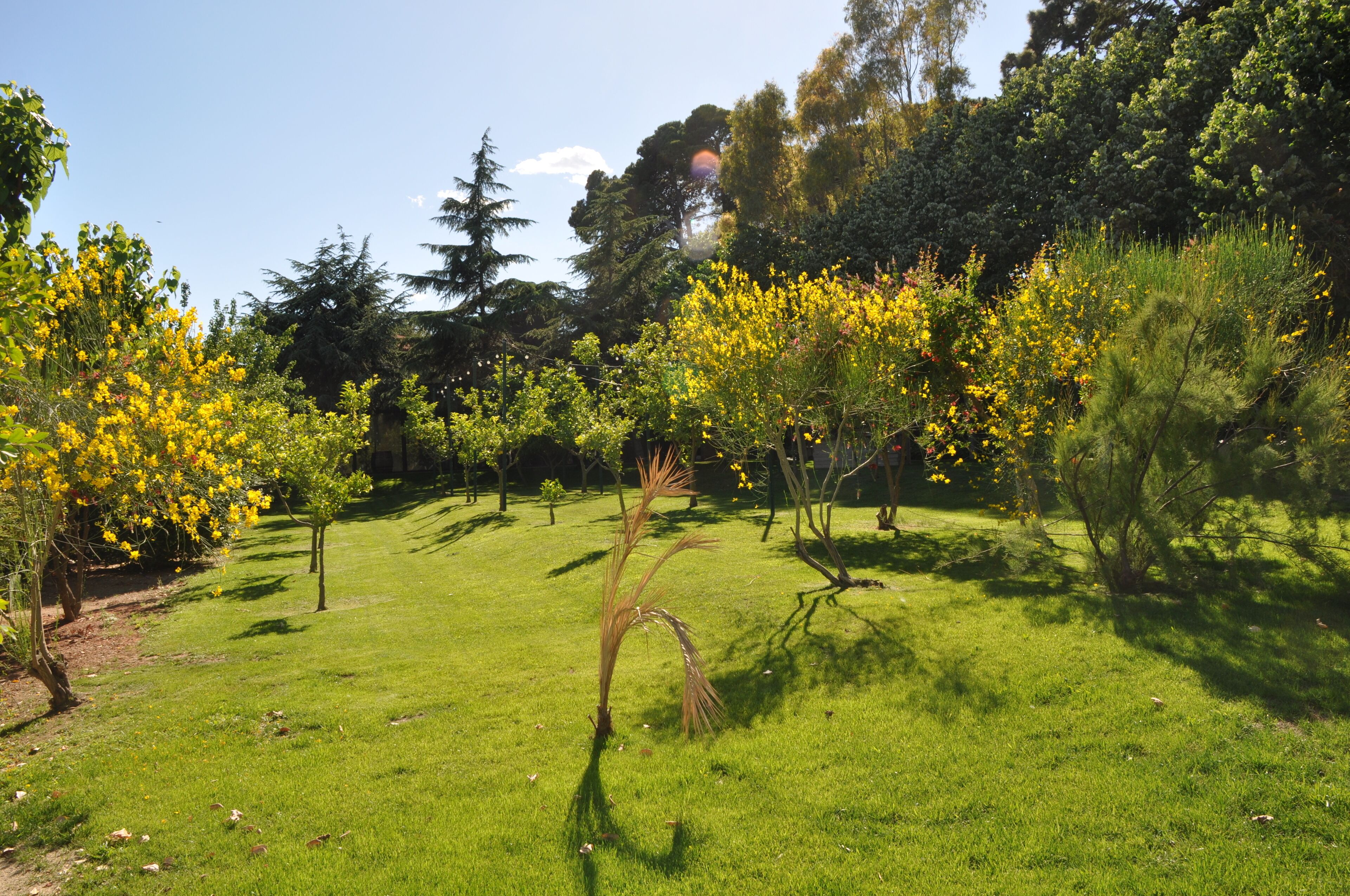 Un área verde bien cuidada con árboles y arbustos, probablemente parte de un parque o jardín.