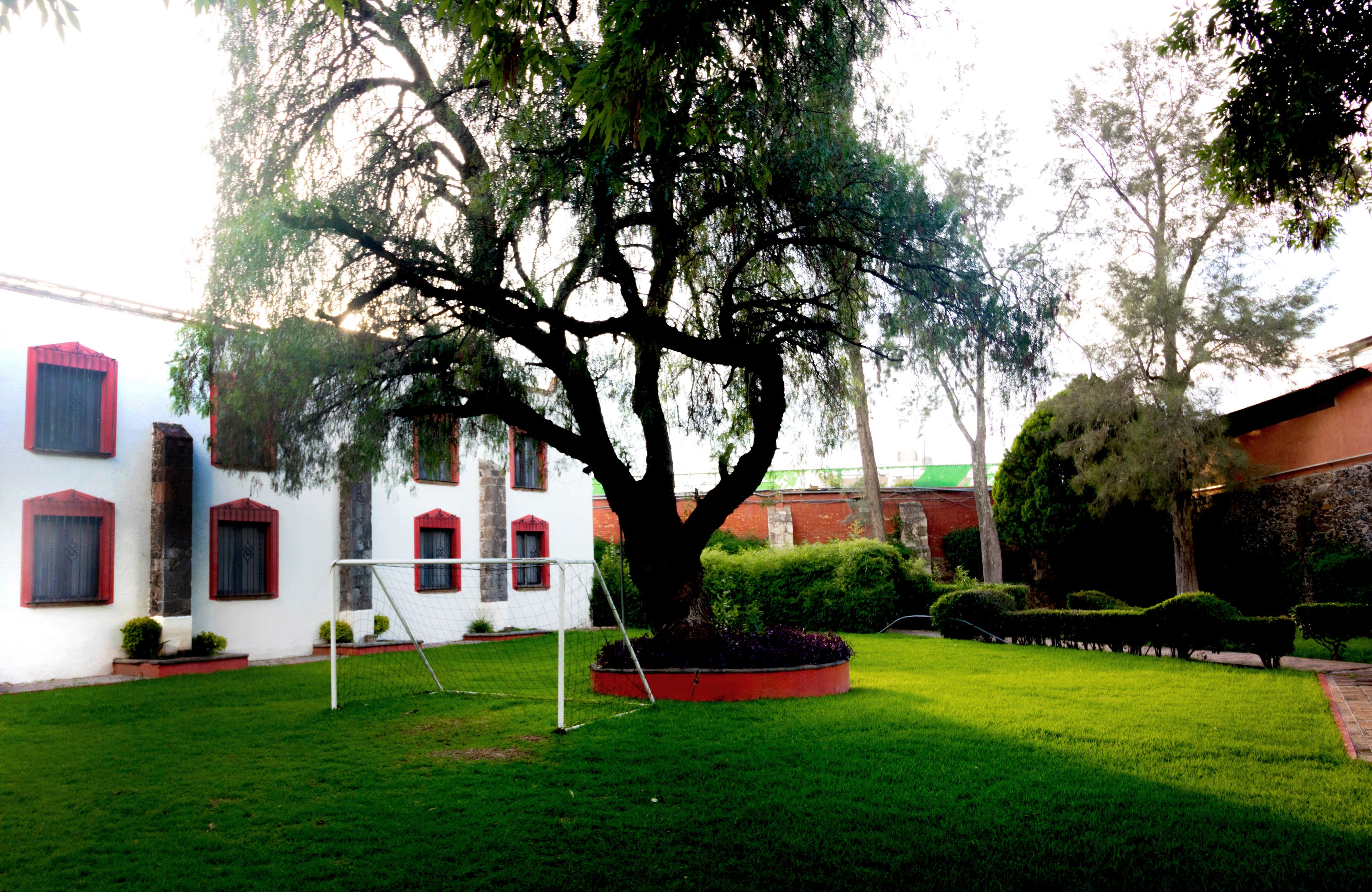 A large tree in a well-maintained grassy area with a white building featuring red window frames and a red roof in the background.