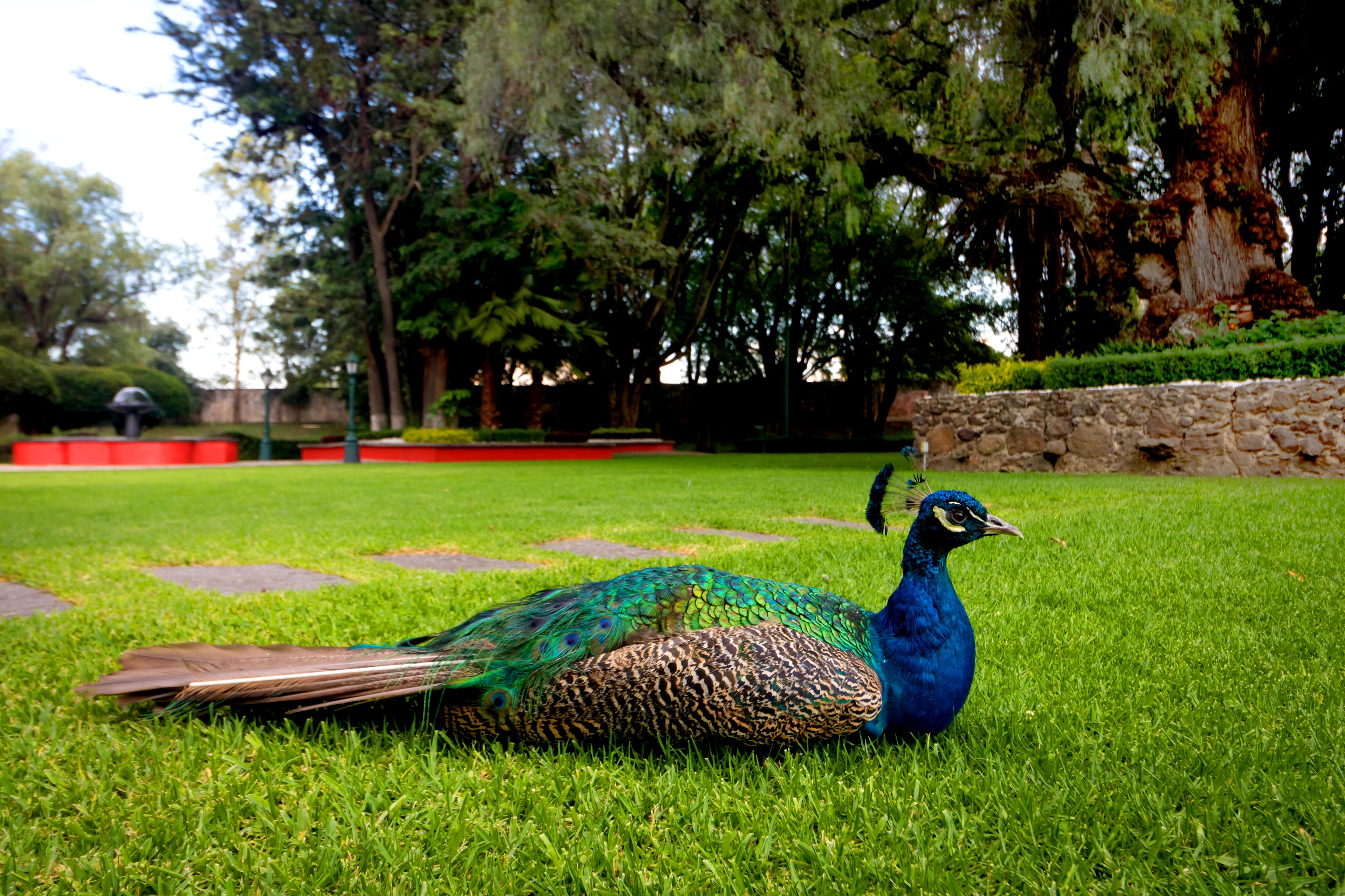 A peacock with vibrant blue and green plumage lying on grass in a park.