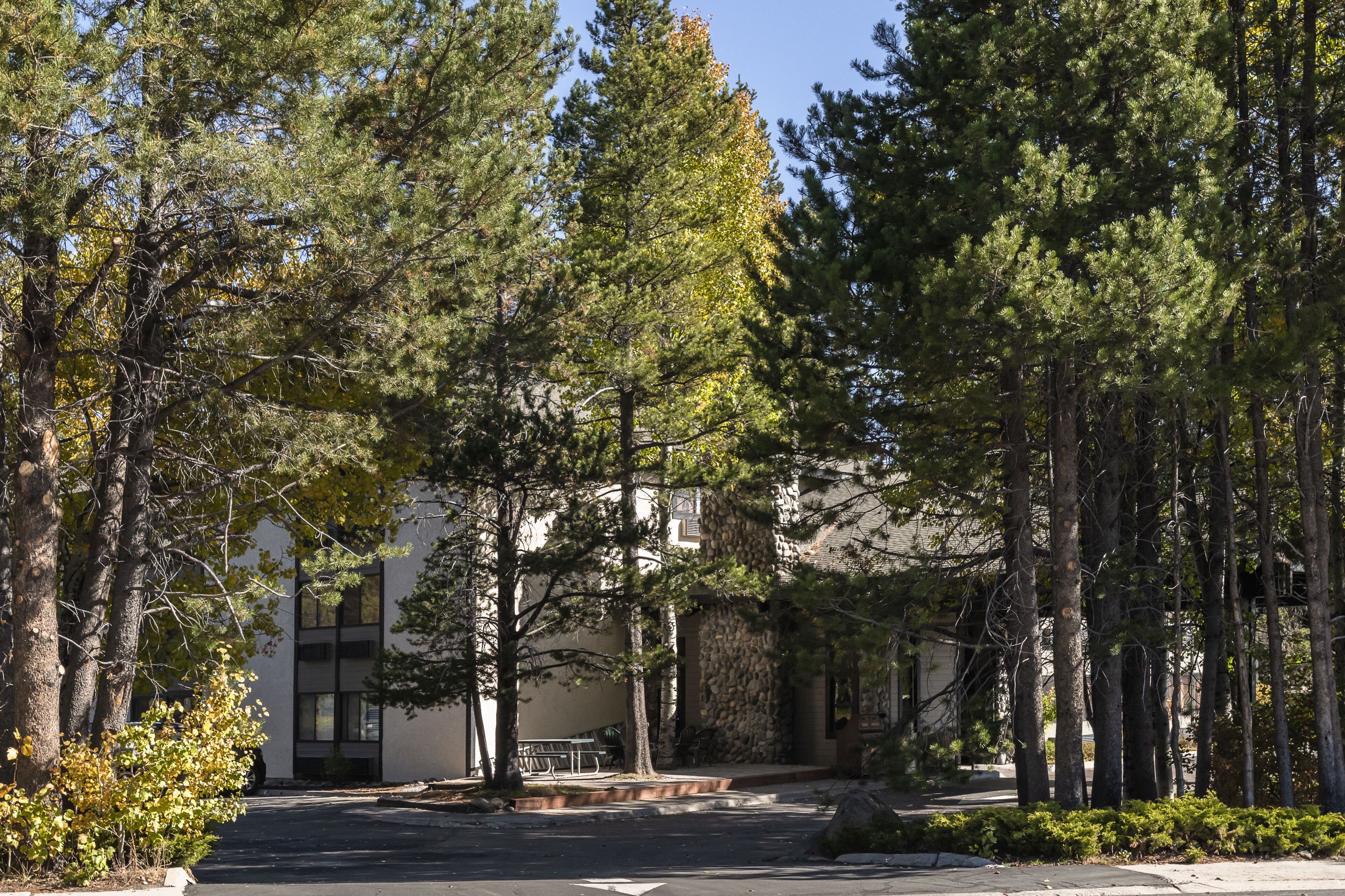 A building surrounded by tall trees and a paved area with benches.