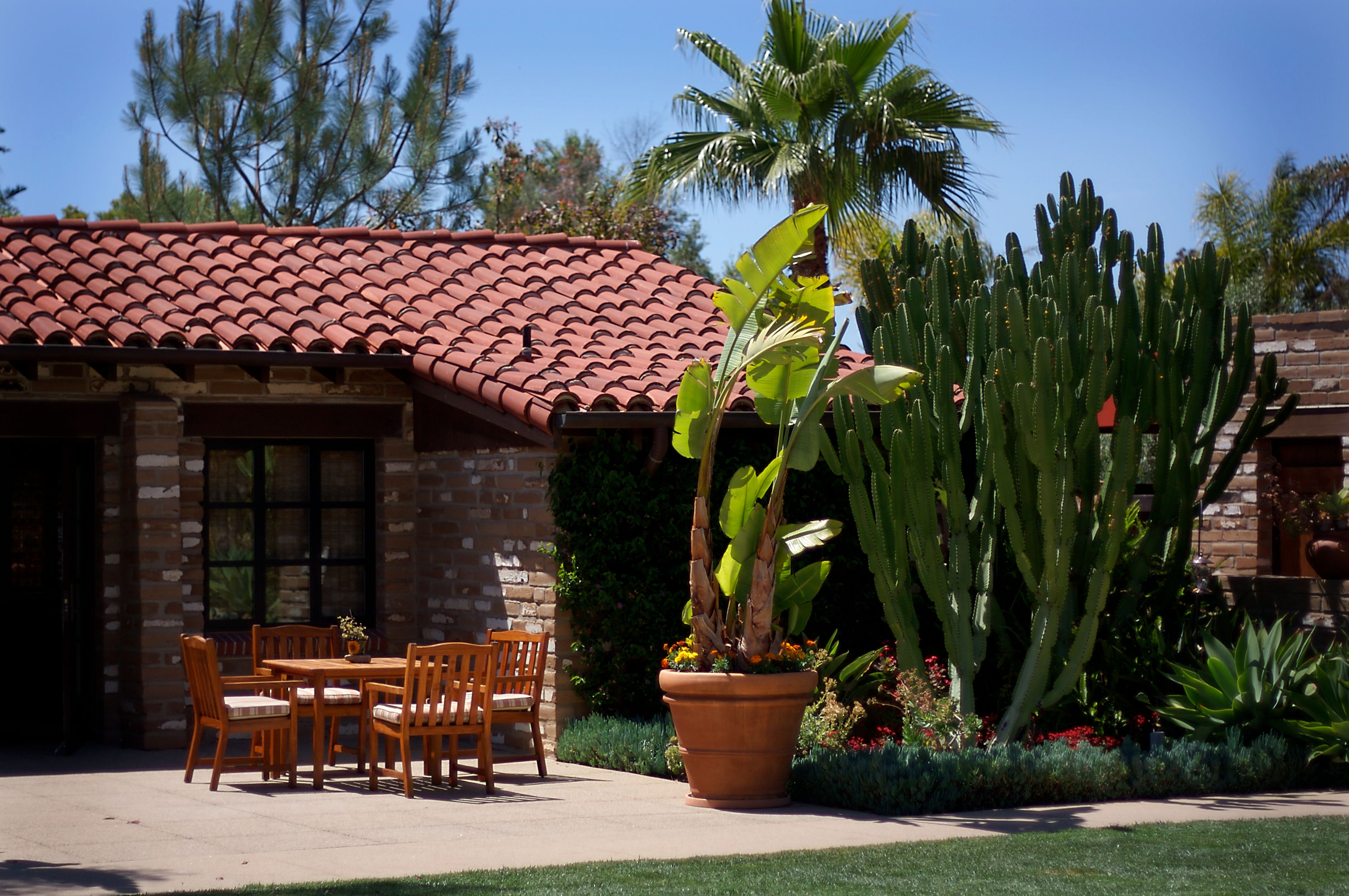 A patio with a table and chairs, a large potted plant, and a cactus garden.