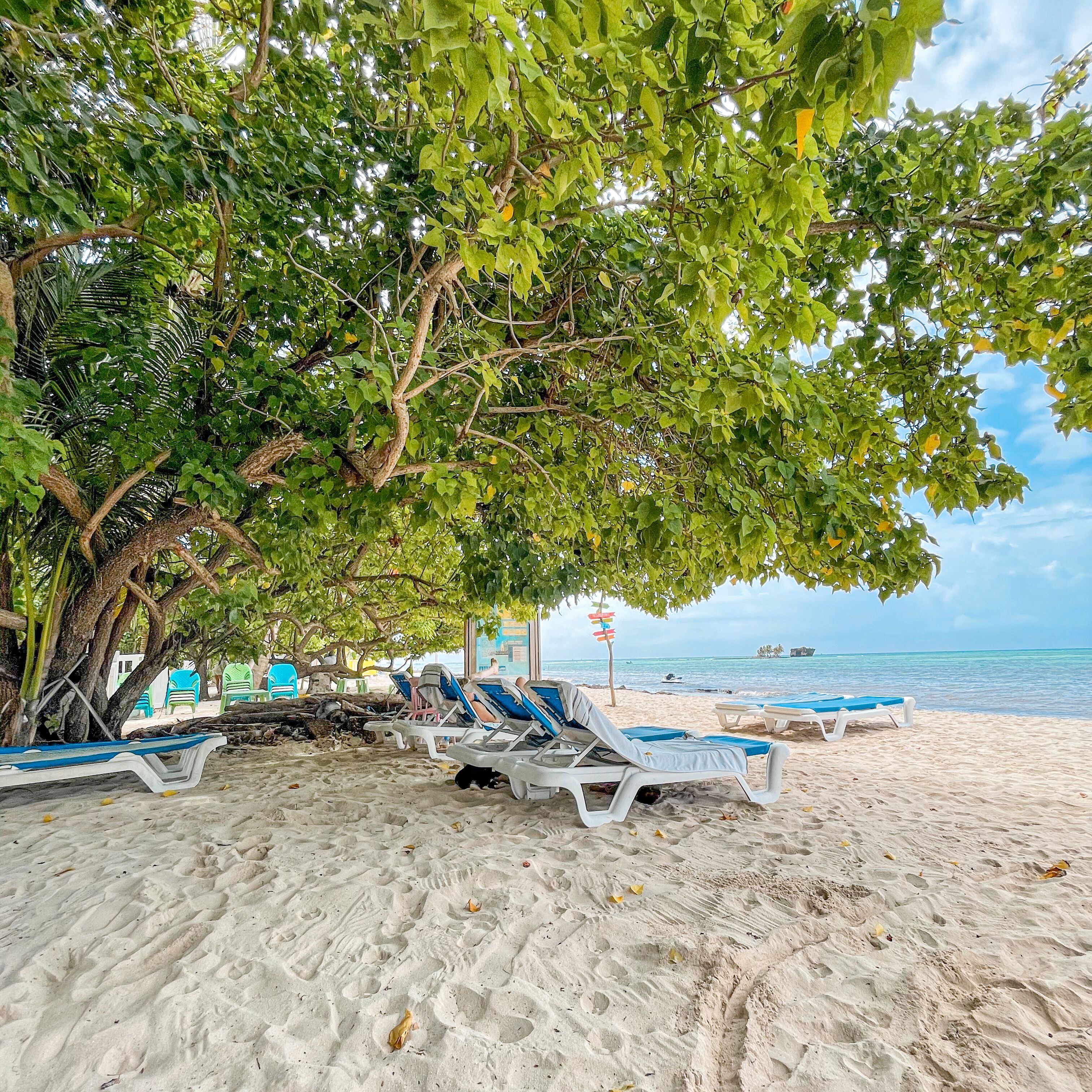 A beach with lounge chairs under a large tree, a sandy shore, and a clear view of the ocean.