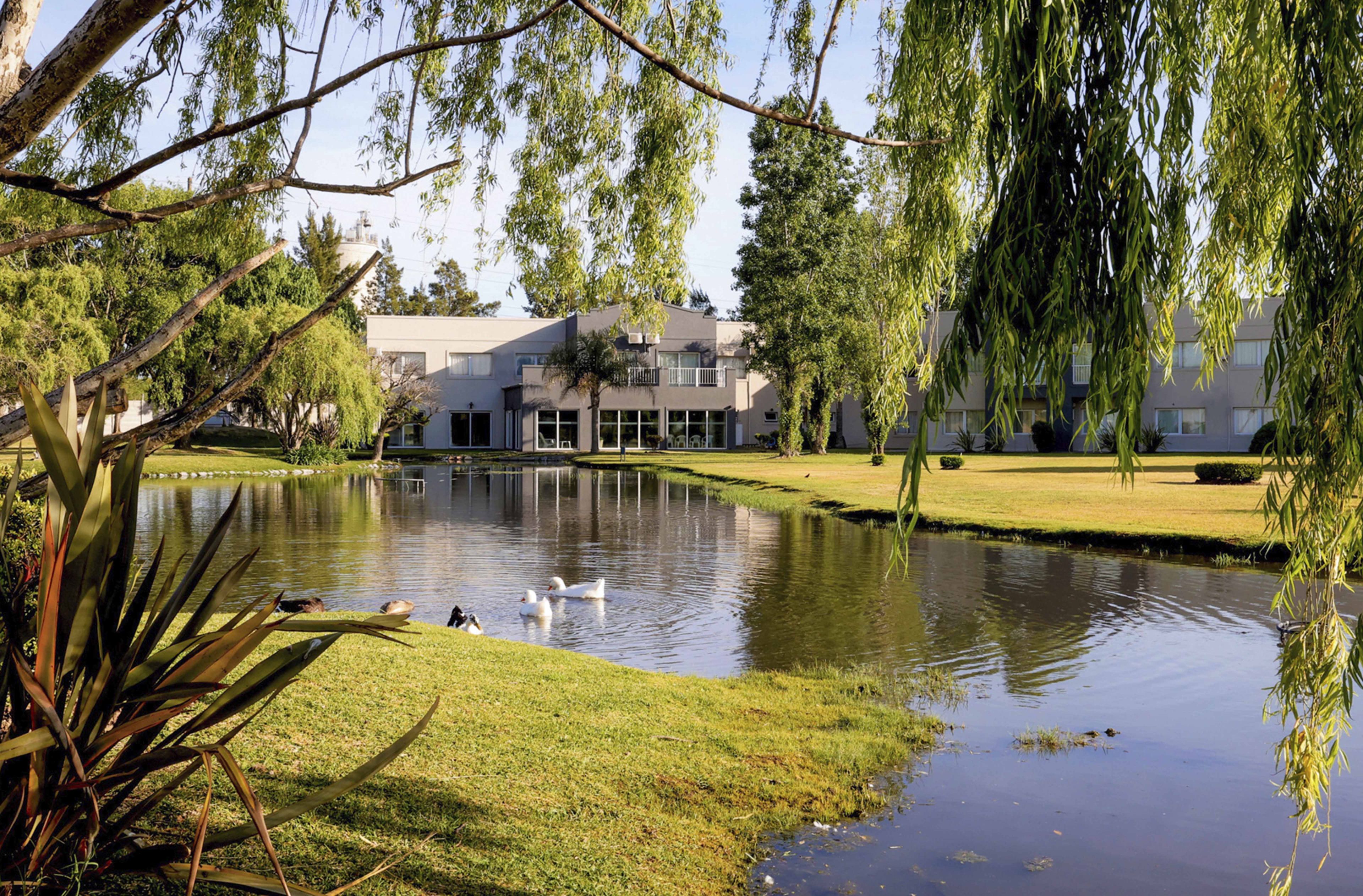 A serene pond with swans, surrounded by lush greenery and a modern building with a flat roof.
