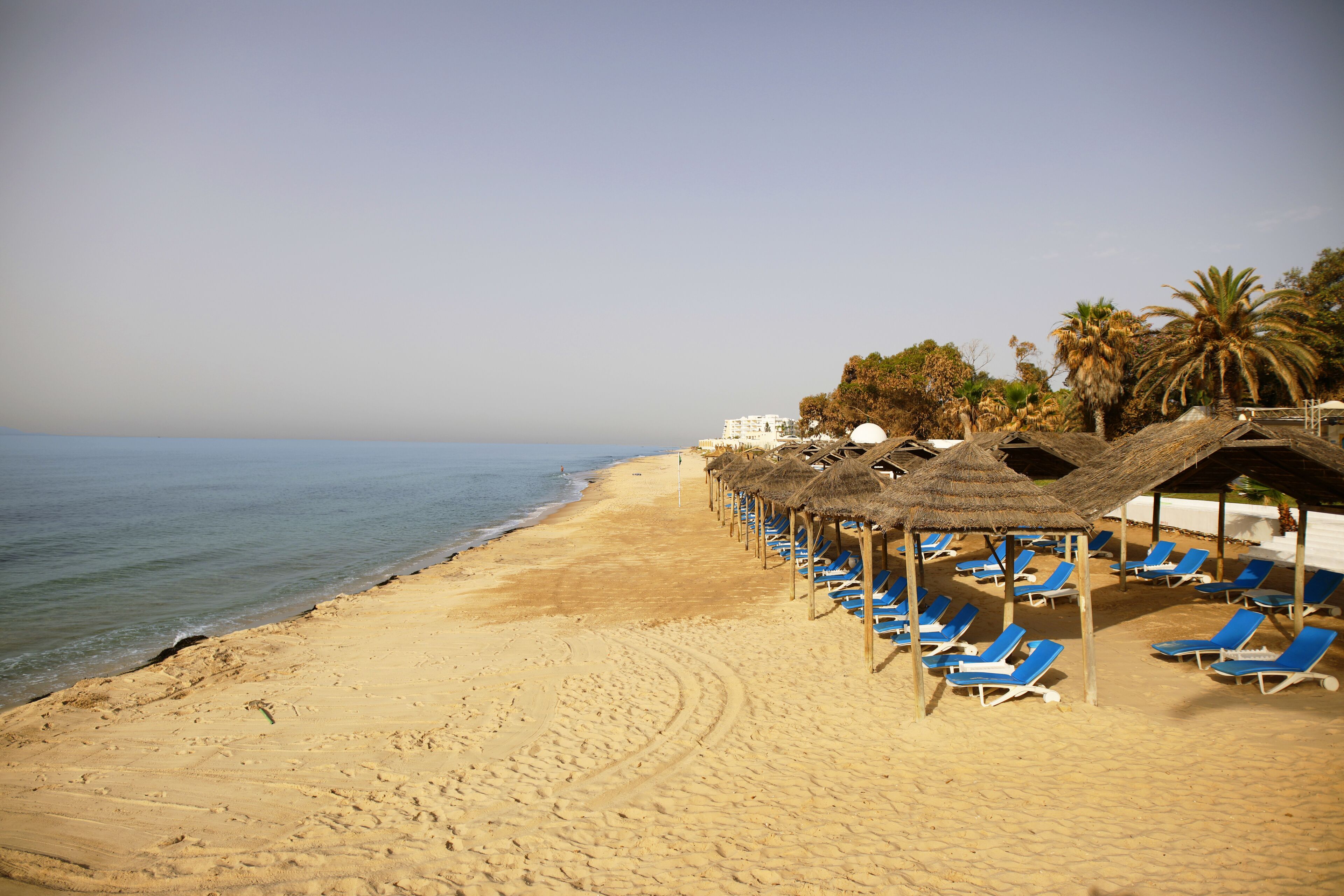A beach with rows of blue lounge chairs under thatched umbrellas, a sandy shoreline, and palm trees in the background.