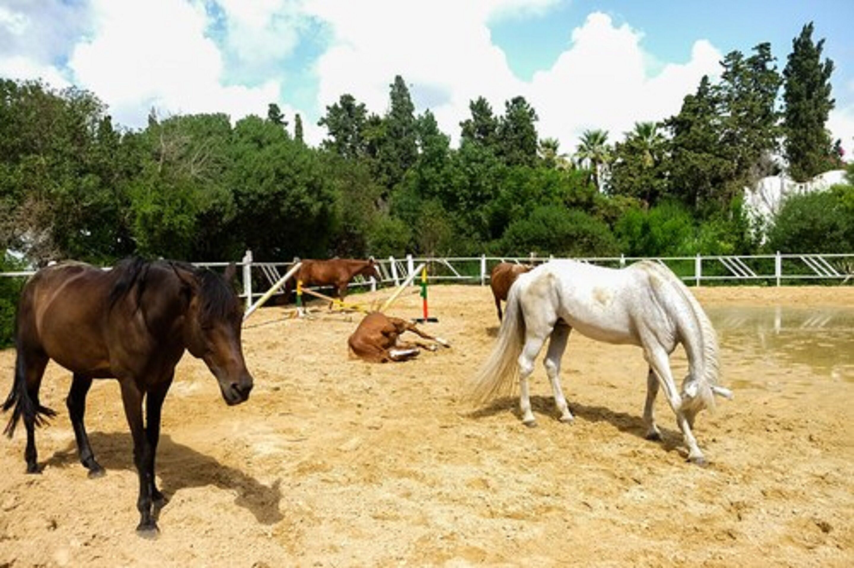 Foto - The Orangers Beach Resort and Bungalows All Inclusive