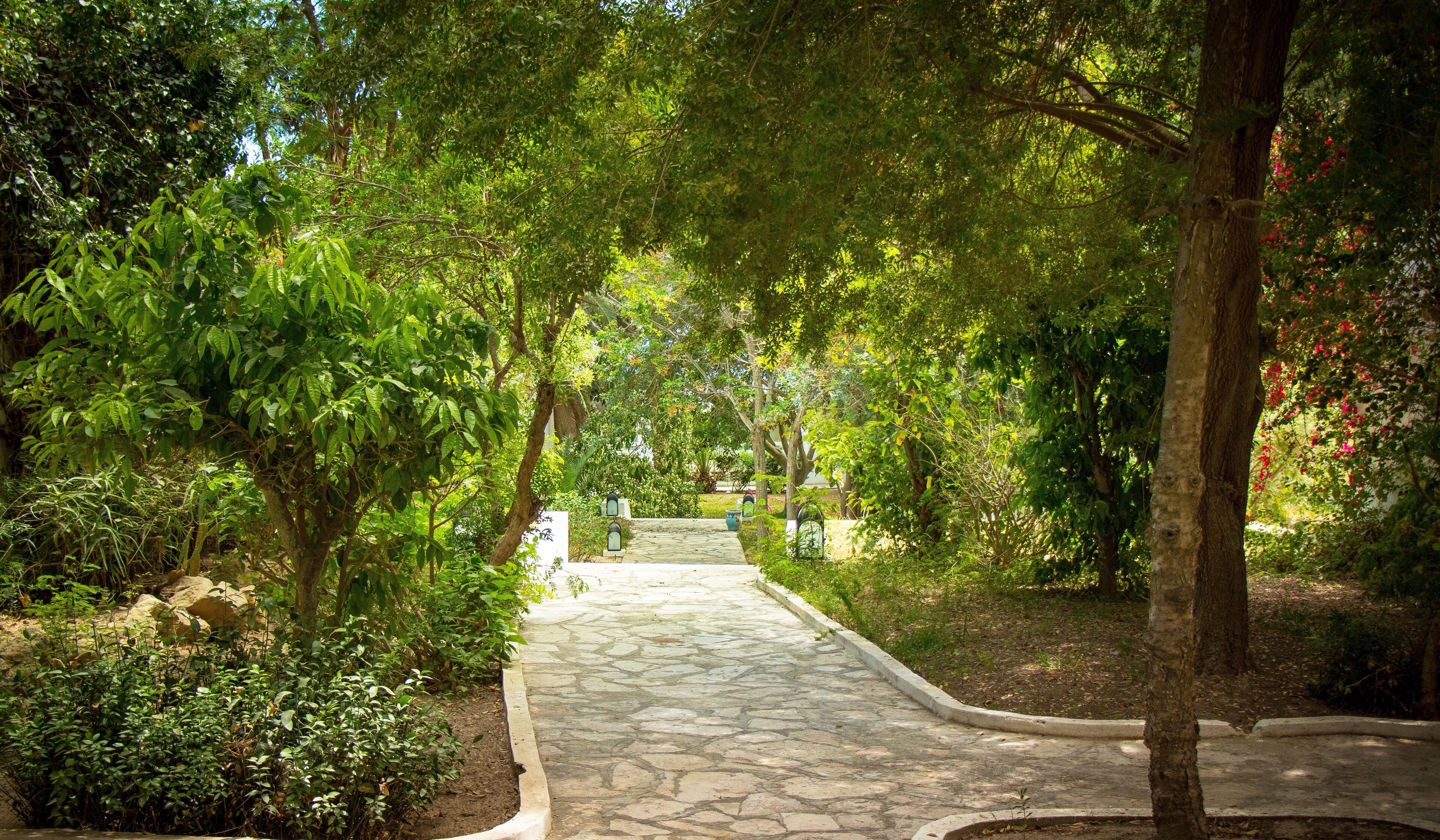 Un sendero de piedra serpentea por un exuberante jardín con árboles y arbustos.
