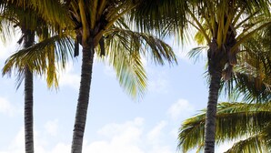 A clear view of a calm sea with a sailboat in the distance, surrounded by tall palm trees.