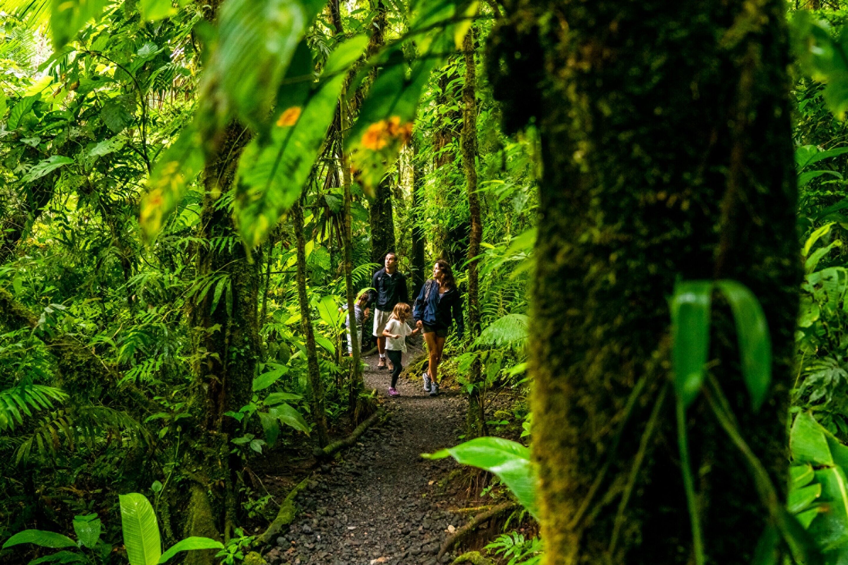 Un sentier étroit qui traverse une forêt, bordé d’un feuillage verdoyant et dense.