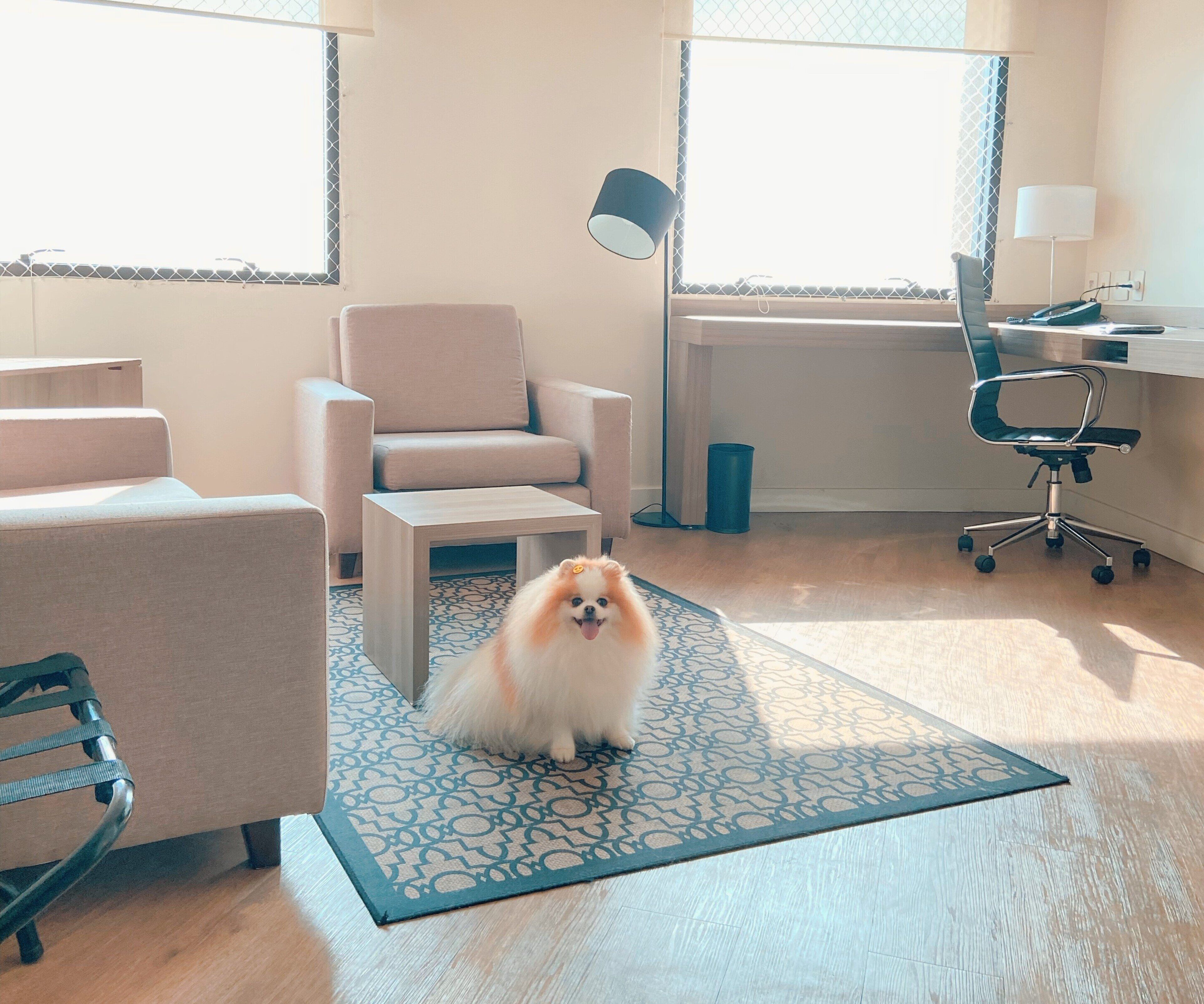 A pet-friendly room with a sofa, a desk, a chair, and a small rug.