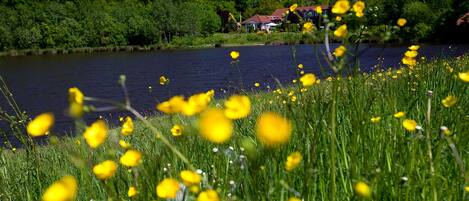 A lake with yellow flowers in the foreground and a house with a red roof in the background.