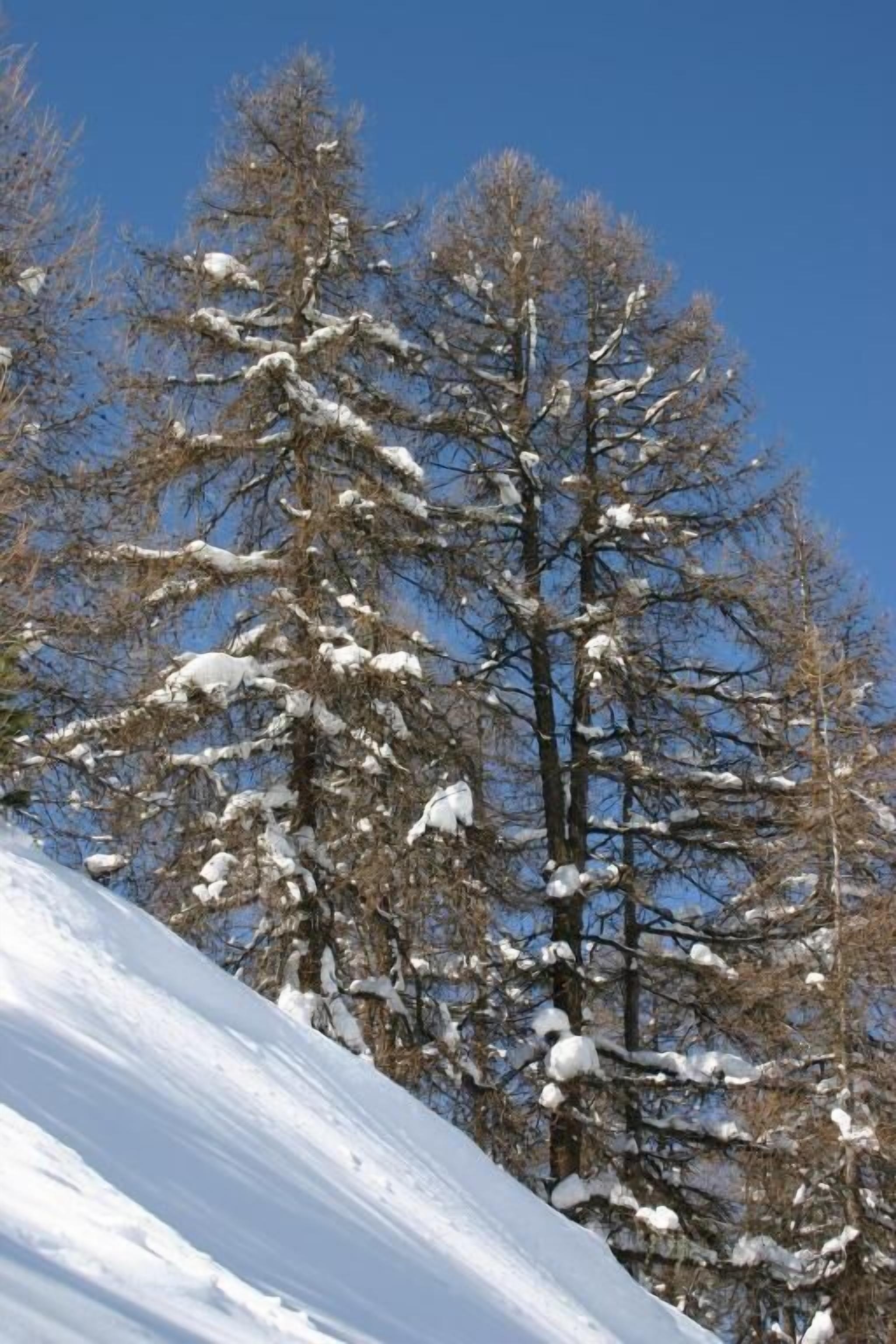 A snow-covered landscape with tall, leafless trees and a clear blue sky.