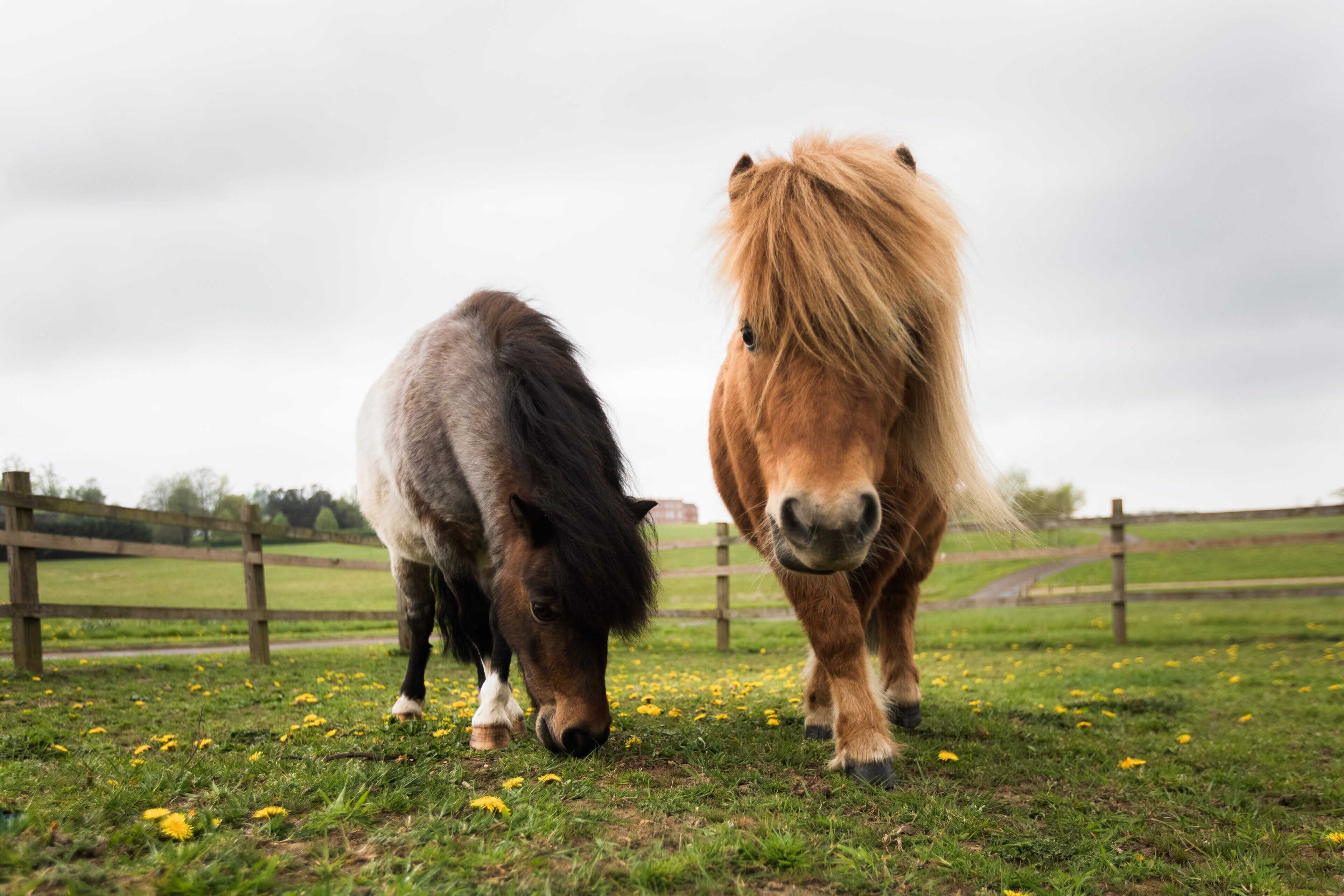 Dos caballos pastando en un campo con una valla de madera al fondo.