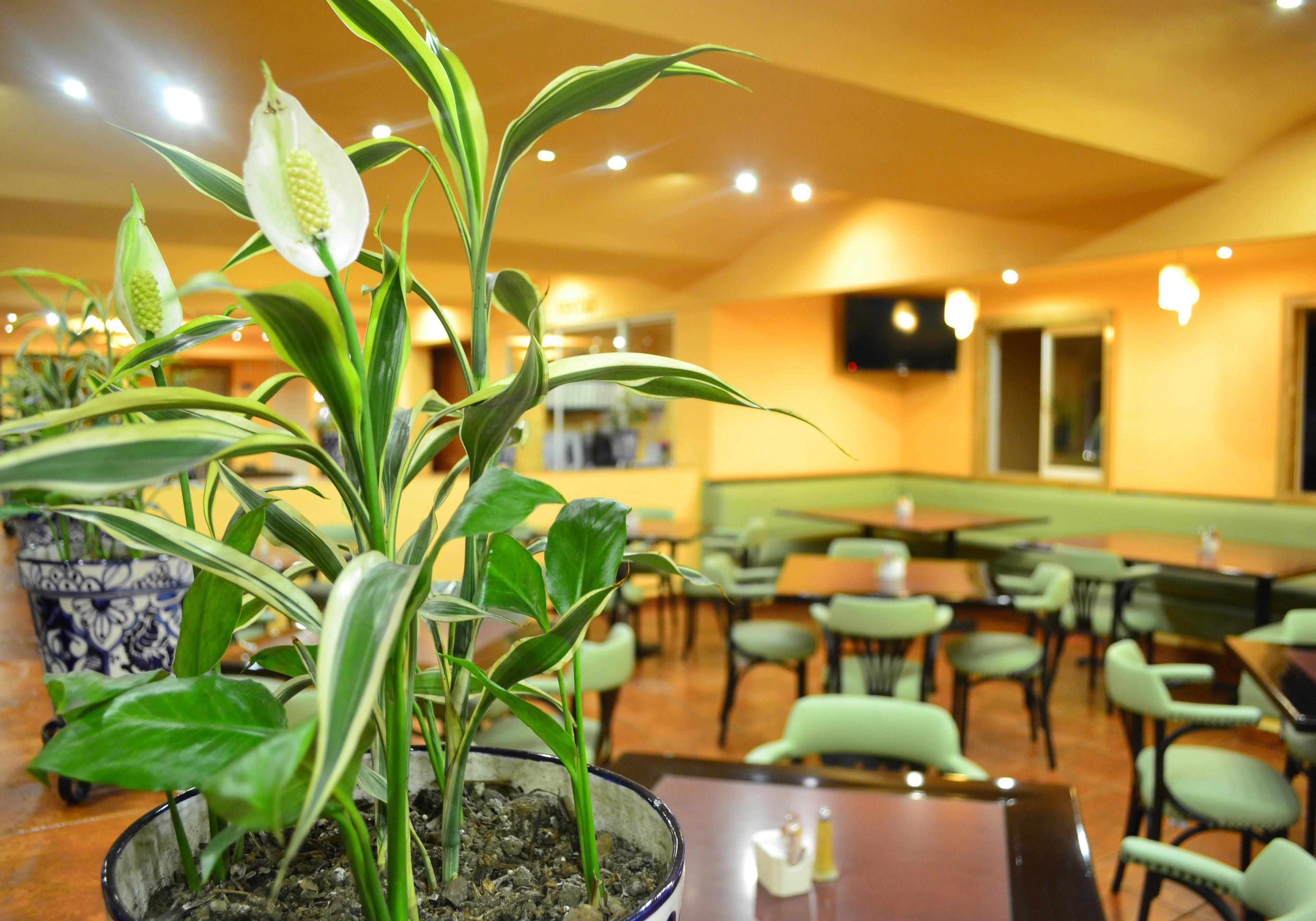 Interior de un restaurante con mesas y sillas, plantas en macetas y una pantalla de televisión en la pared.