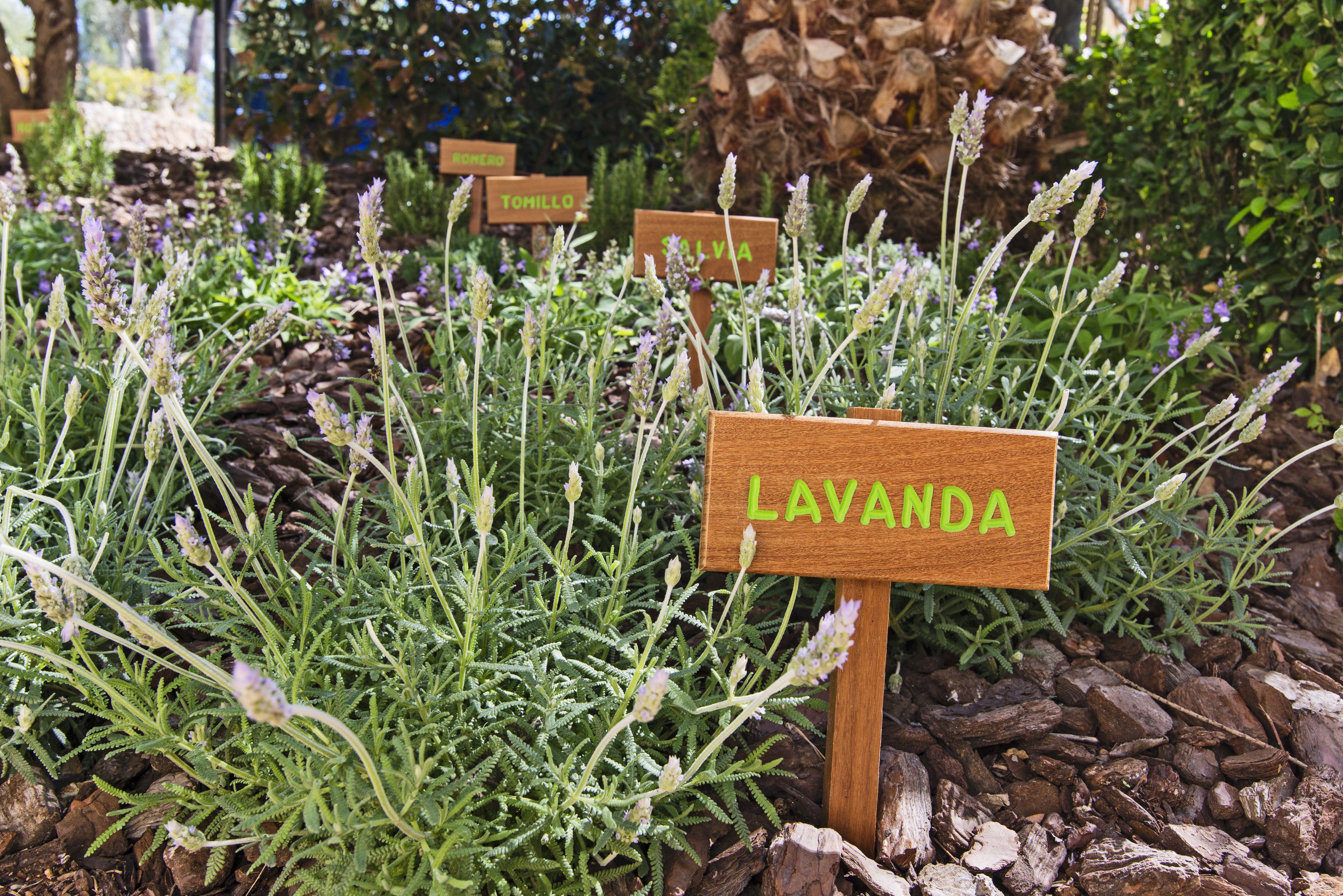 A garden with labeled plants including lavender, tomillo, and ivia.