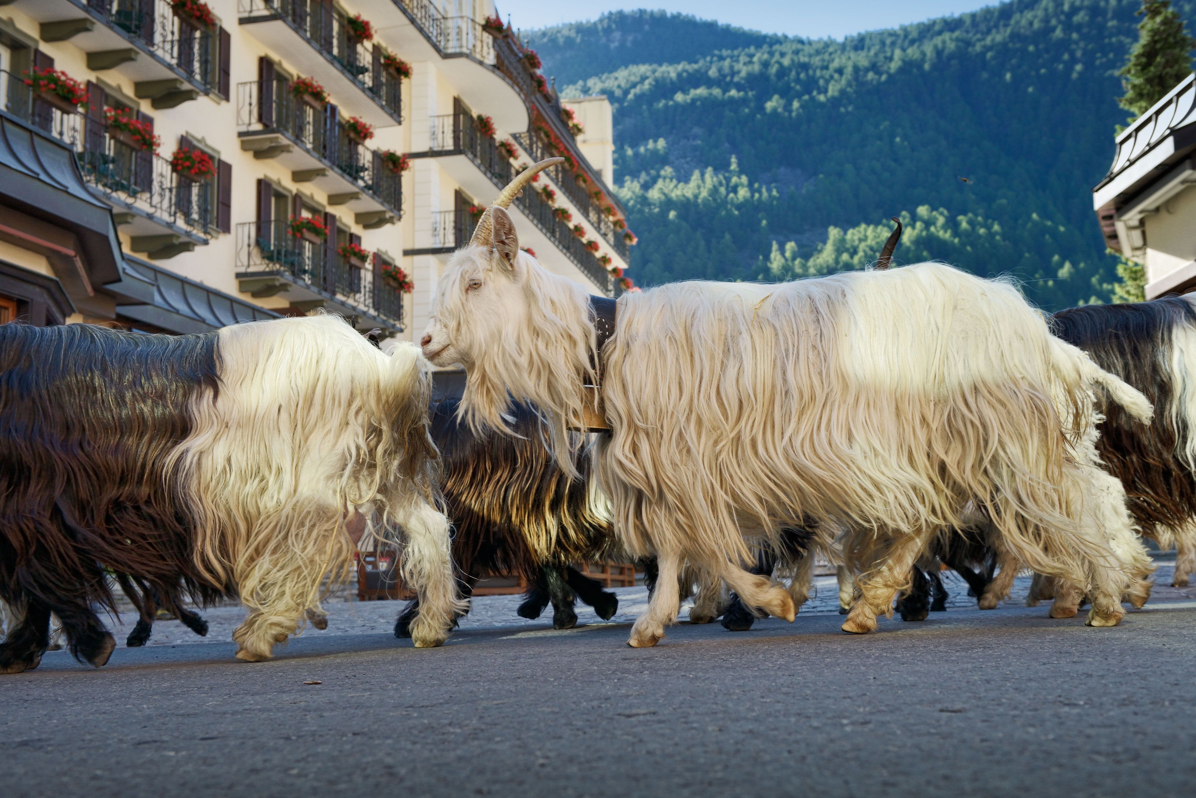 A group of long-haired yaks walking on a street with a building in the background.