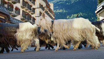 A group of long-haired yaks walking on a street with a building in the background.