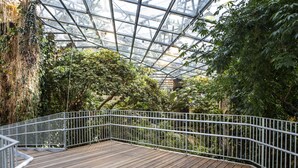 A wooden deck with metal railings, surrounded by lush greenery and a glass ceiling structure. - Hotel Universel Montreal (Montreal)