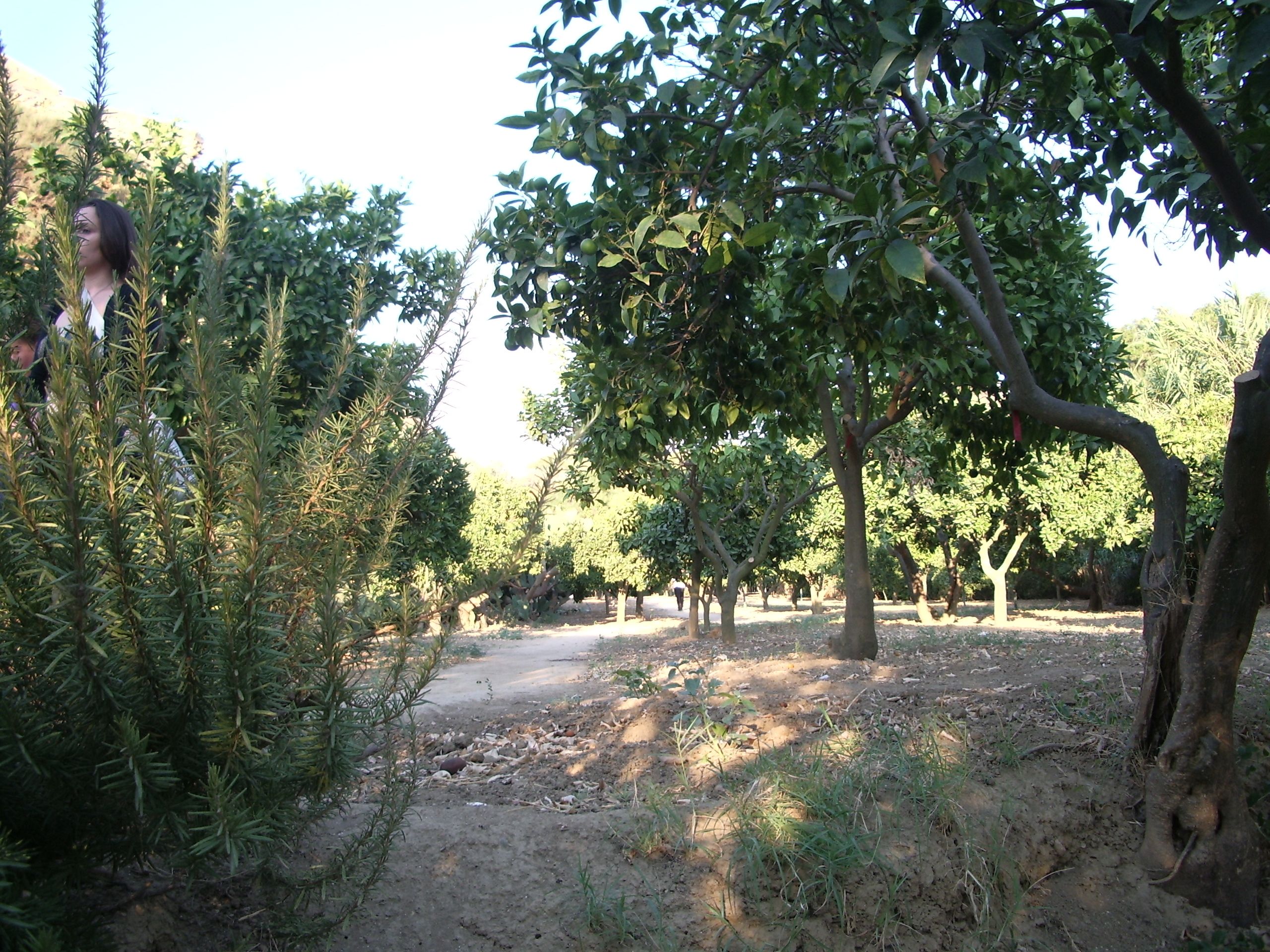 A garden with various trees and shrubs, a dirt path, and a person in the background.