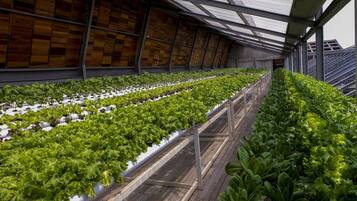 A greenhouse with rows of leafy greens and herbs, wooden flooring, and a metal framework.