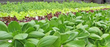 A greenhouse with rows of leafy green plants.