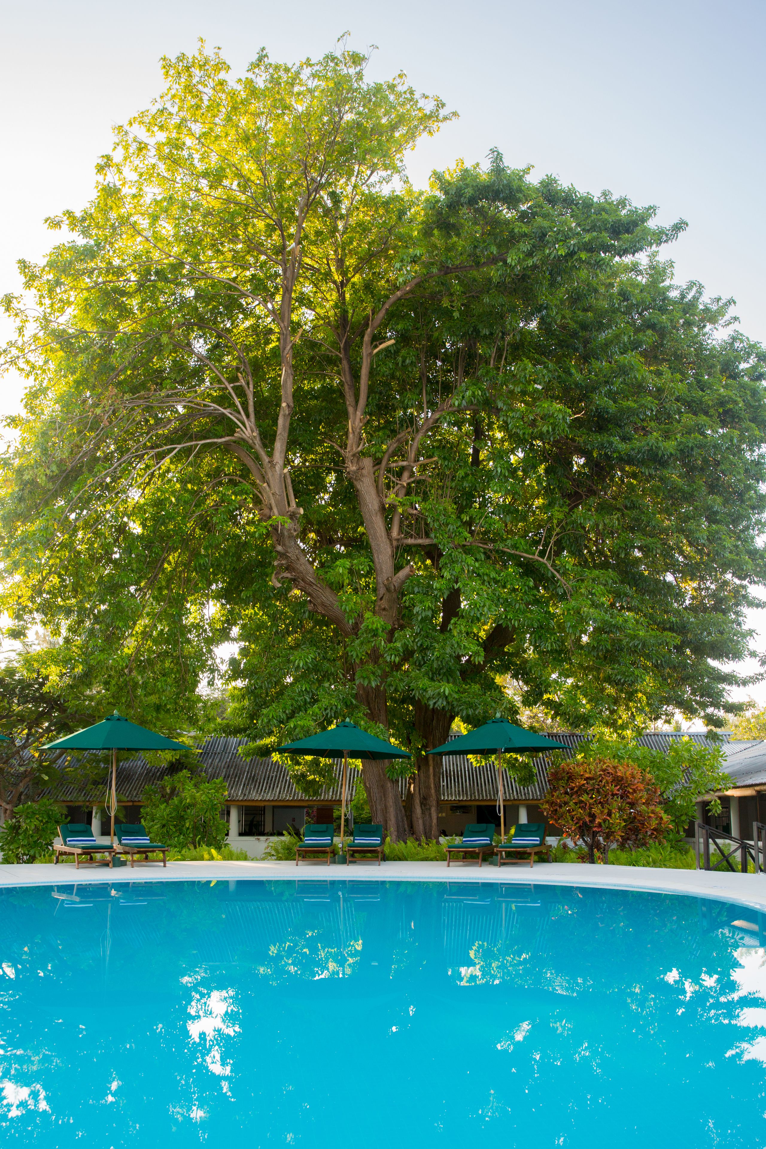 outdoor pool, pool loungers
