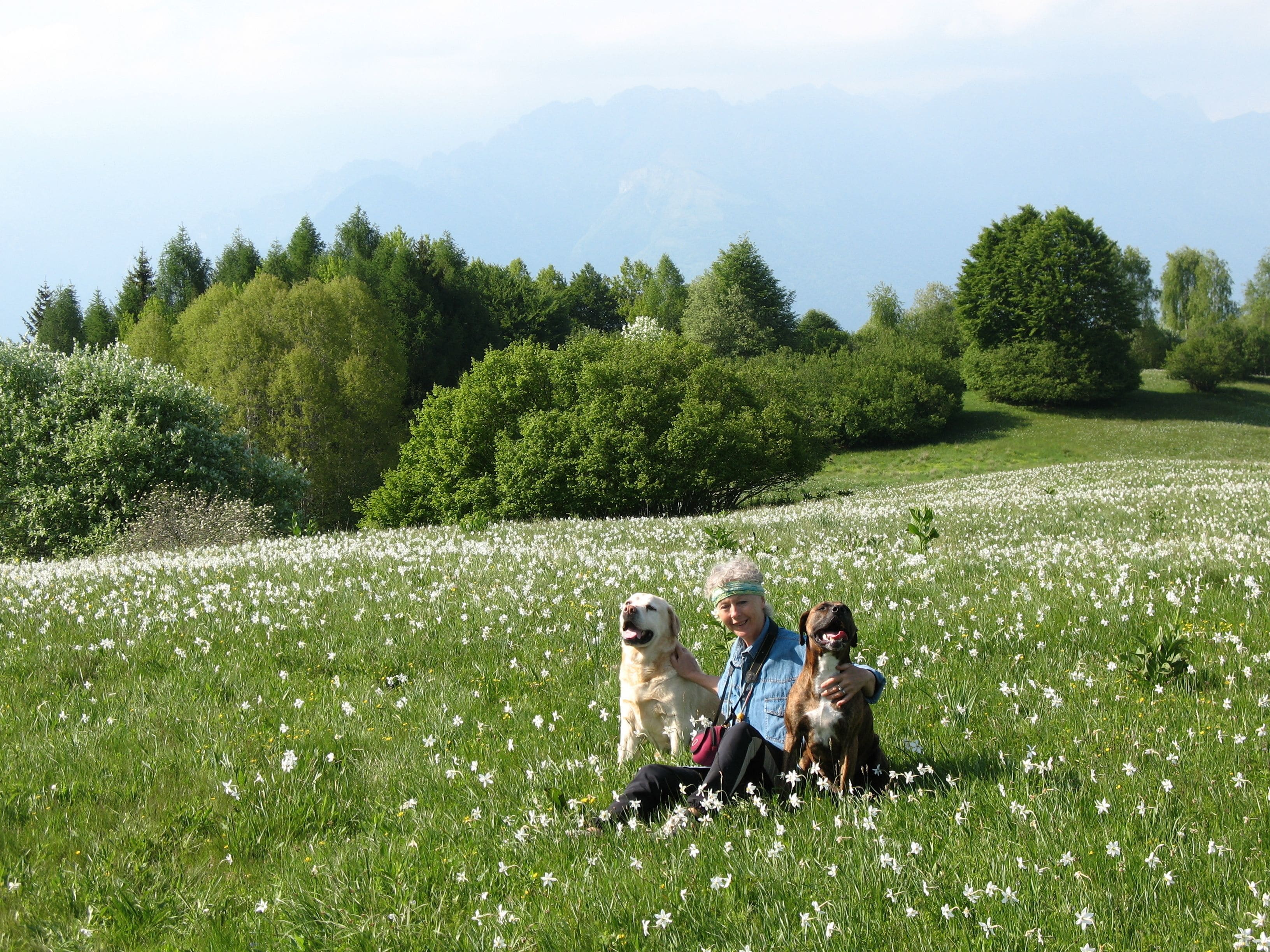 Una persona seduta sull'erba in un campo di fiori bianchi, con due cani, circondata da alberi verdi e montagne sullo sfondo.