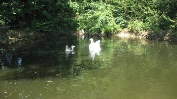 Une rivière paisible où nagent des canards.