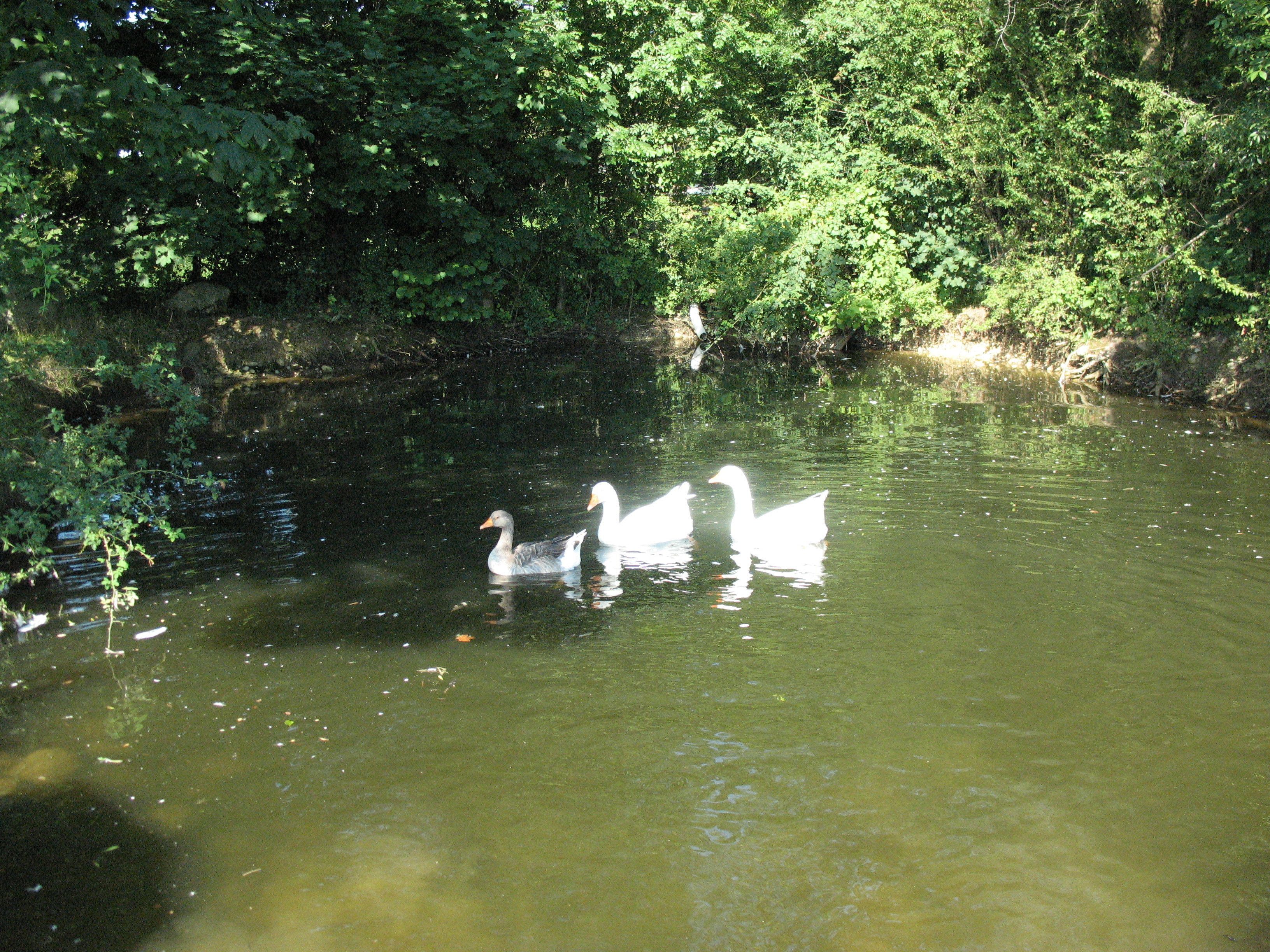 Three swans swimming in a pond surrounded by dense greenery.