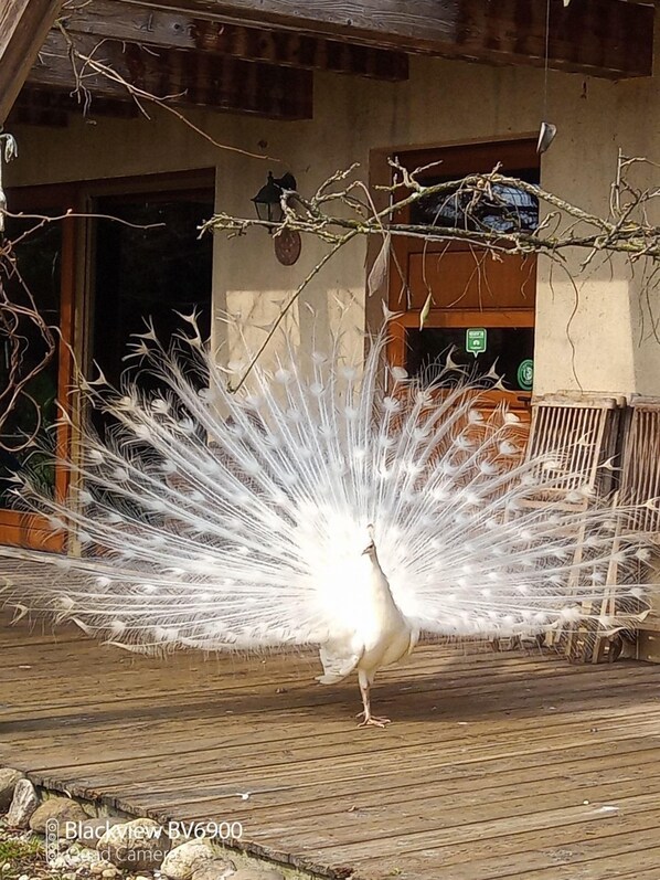 Un paon, les plumes déployées en éventail sur une terrasse en bois.