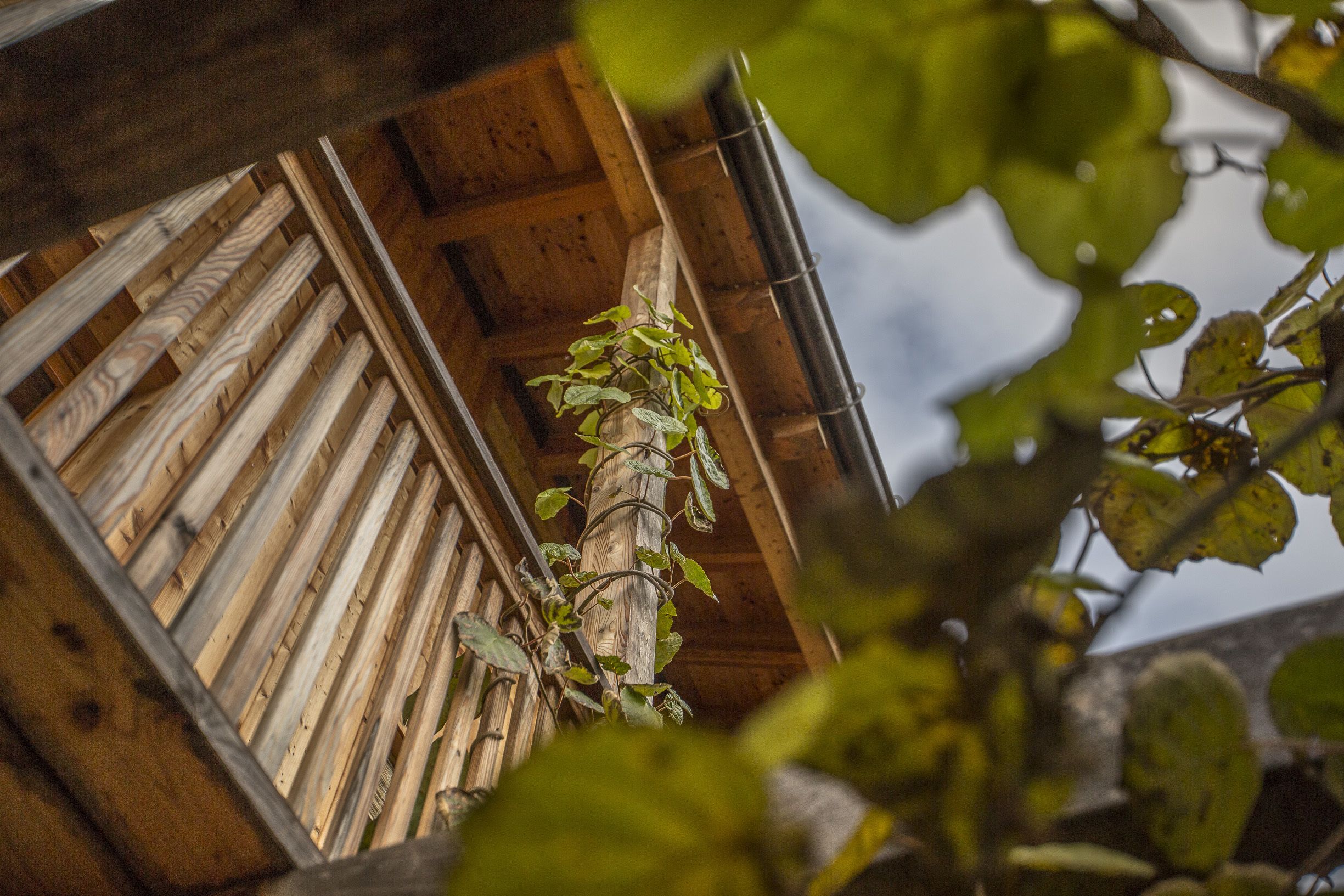 A wooden interior with a window and a plant.