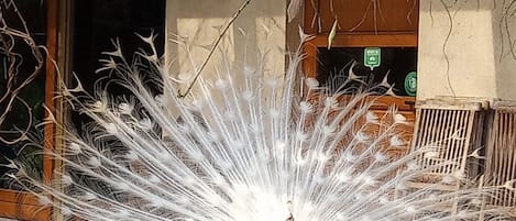 A peacock with its feathers fully fanned out on a wooden deck.