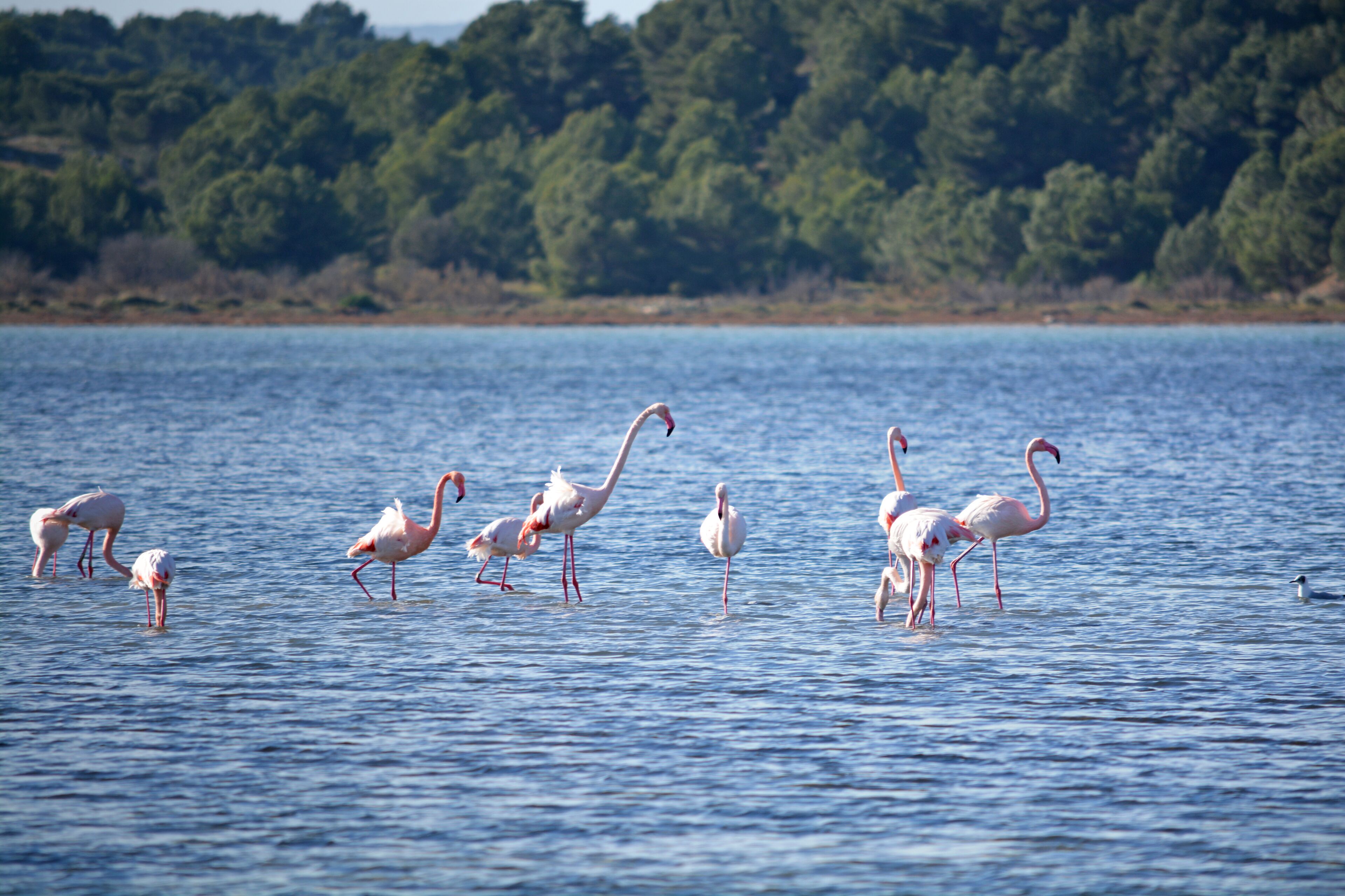 Un grupo de flamencos de pie en un cuerpo de agua con una orilla boscosa al fondo.