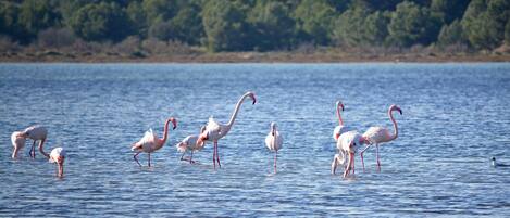 Un grupo de flamencos de pie en un cuerpo de agua con una orilla boscosa al fondo.