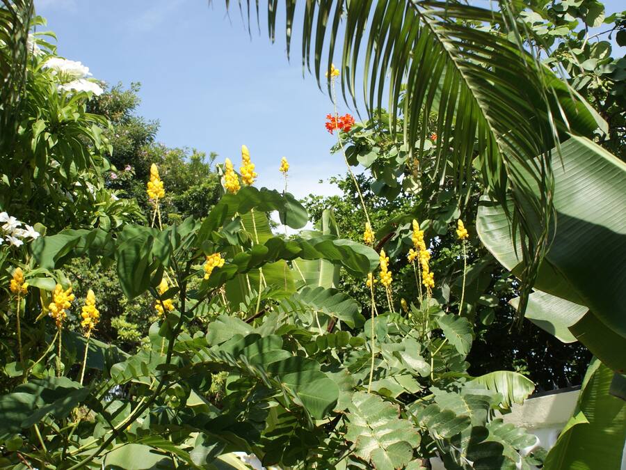 A lush garden with various plants and flowers, including yellow and white blooms, and large green leaves.