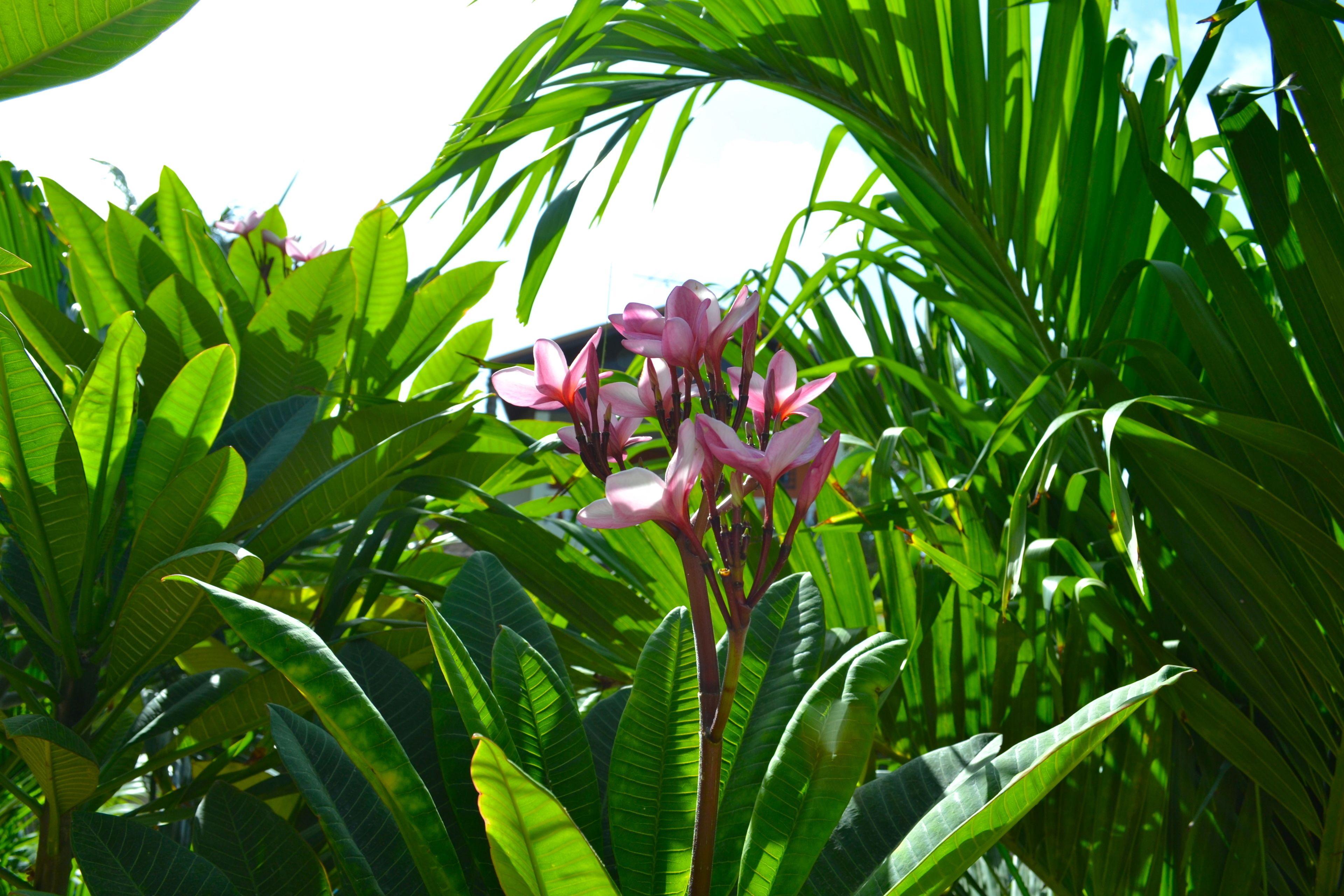 Una pianta verde e rigogliosa con fiori rosa.