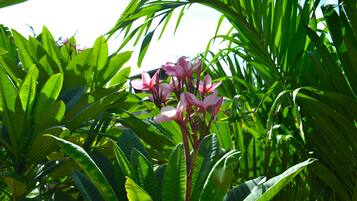 Una pianta verde e rigogliosa con fiori rosa.
