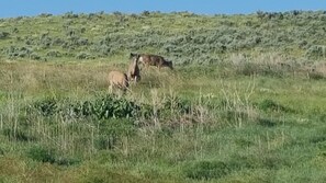 A grassy field with two deer grazing.