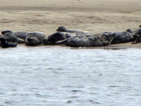 Un grupo de lobos marinos descansando sobre una playa arenosa cerca del agua.