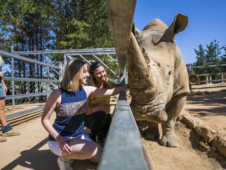 A rhinoceros enclosure with a metal railing and a dirt ground.