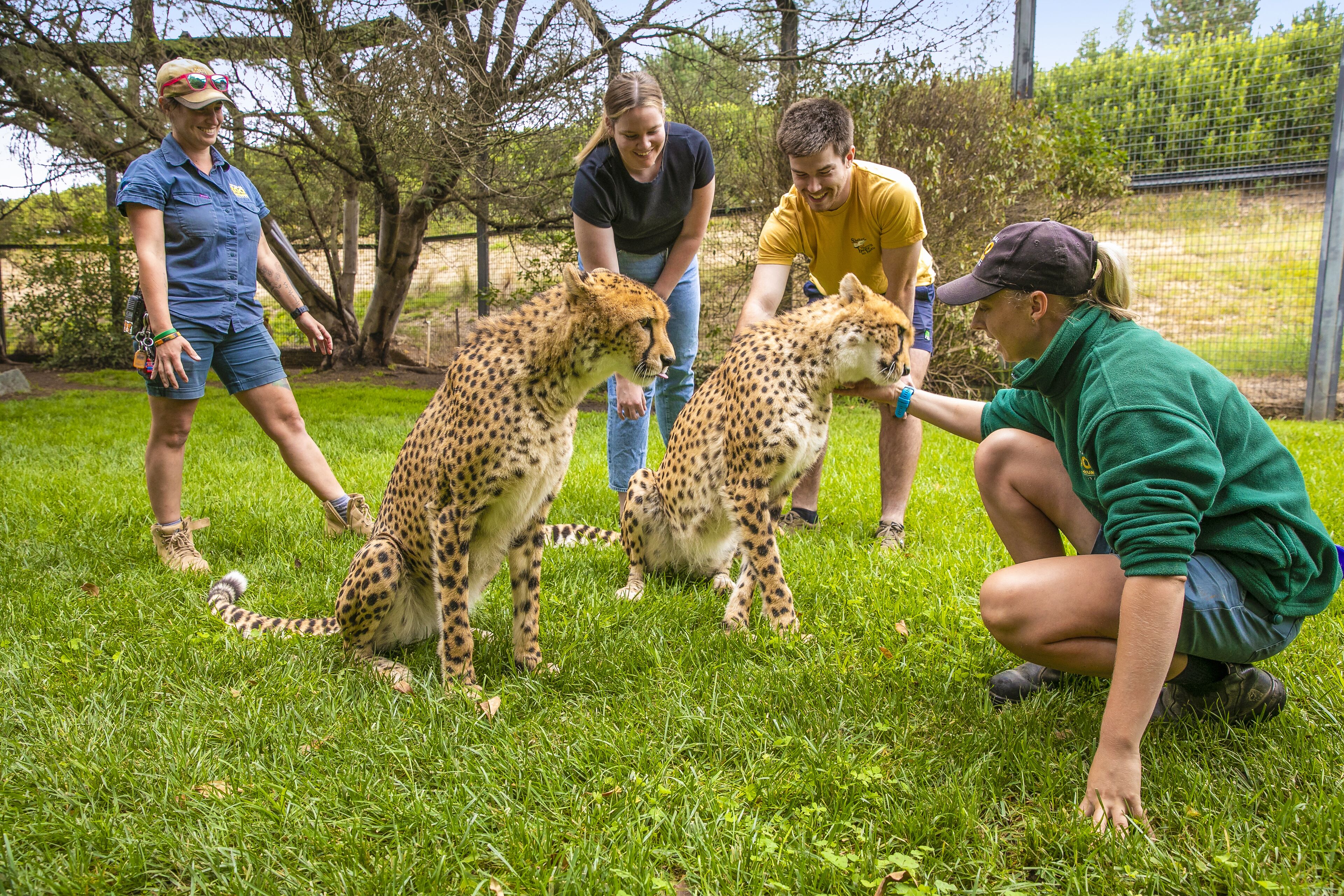 A group of people interacting with cheetahs in a grassy outdoor area.