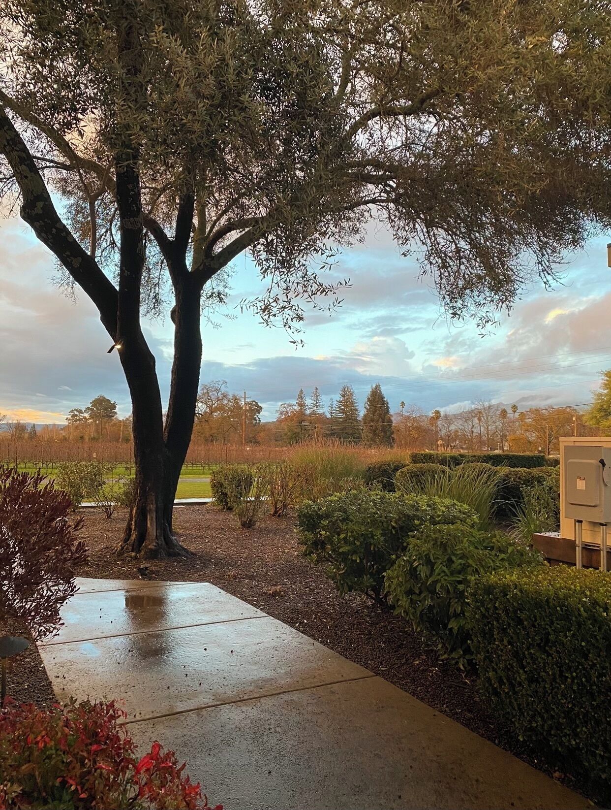 Foto - The Setting Inn Napa Valley