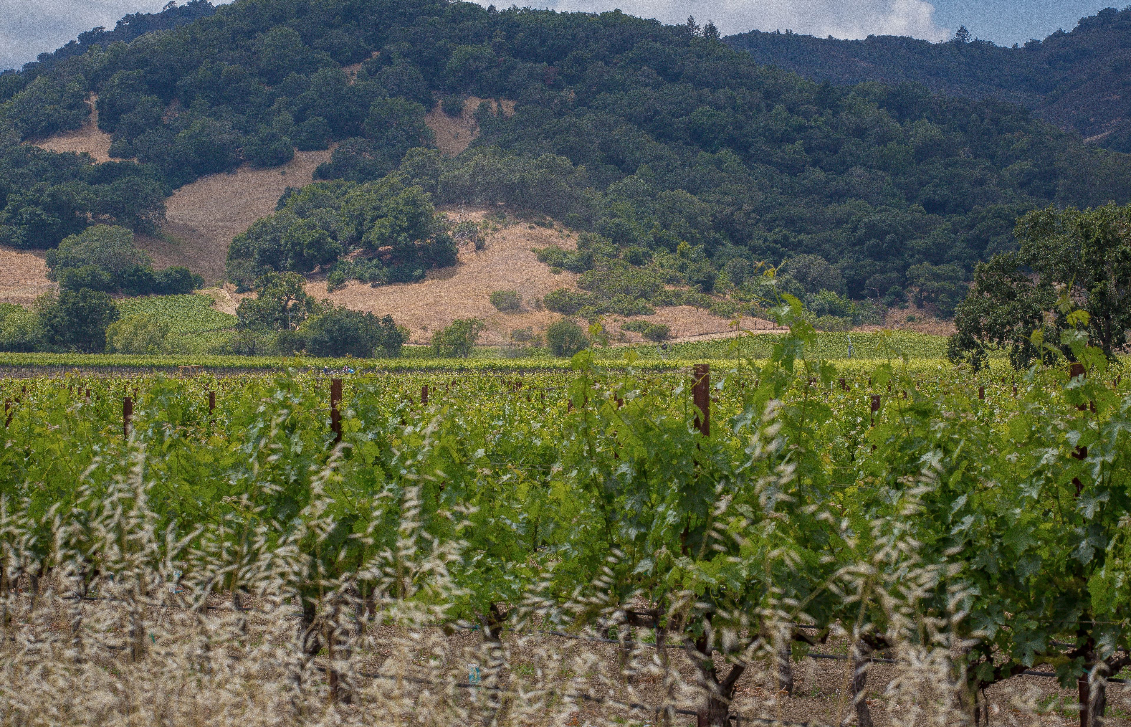 Foto - The Setting Inn Napa Valley