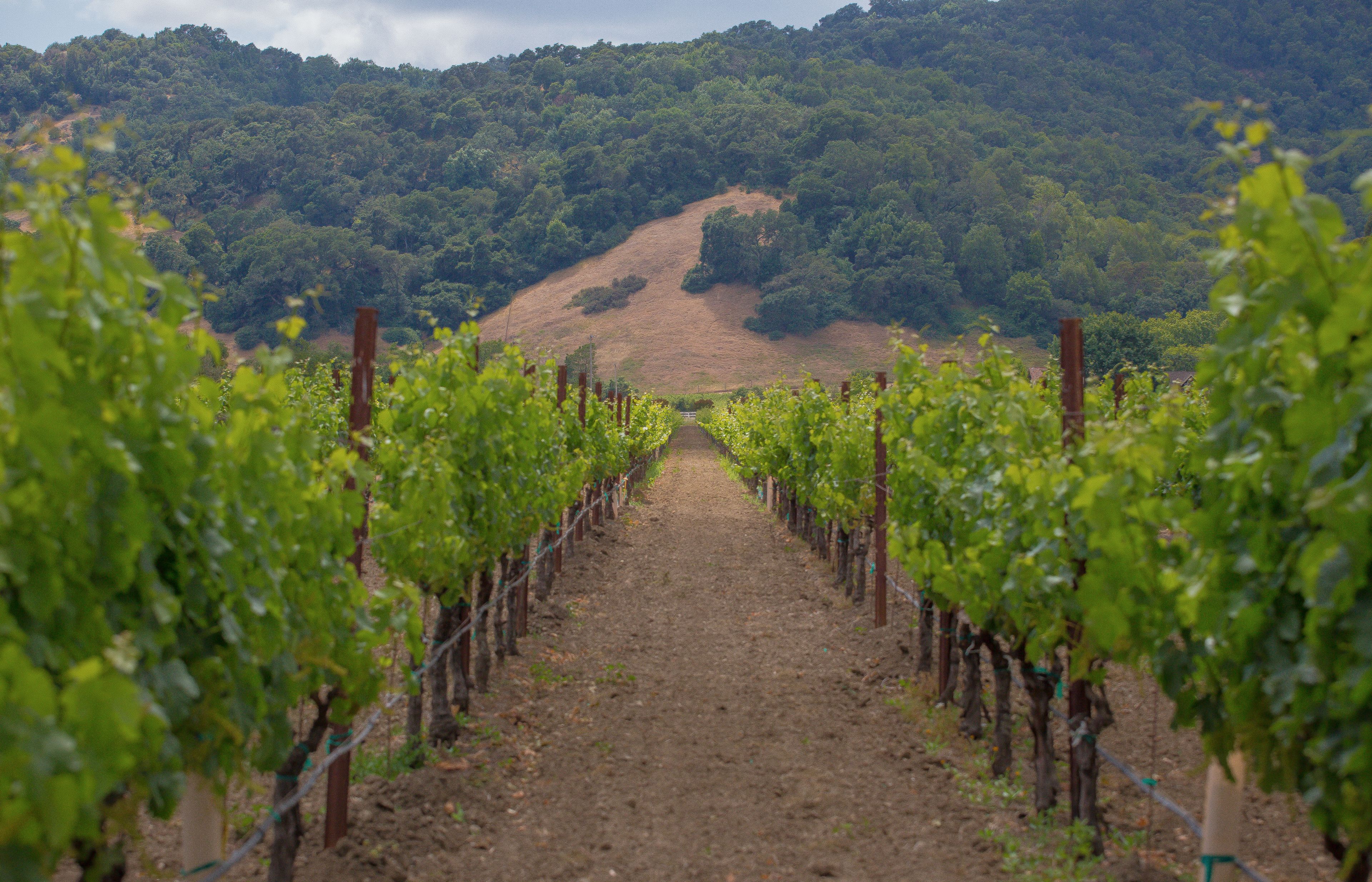 A vineyard with rows of grapevines leading towards a hill.
