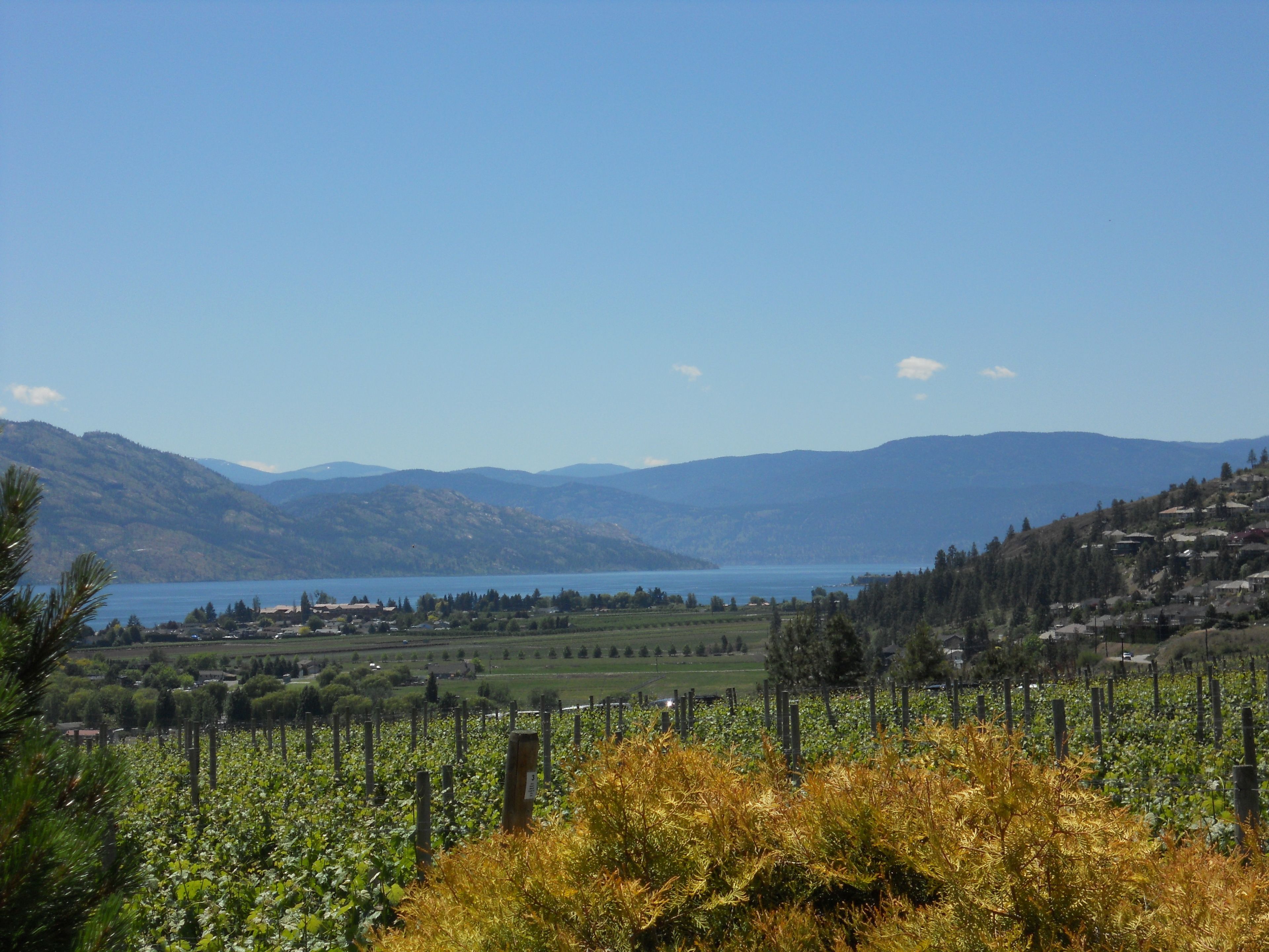 A vineyard with rows of grapevines and a distant view of mountains and a lake.