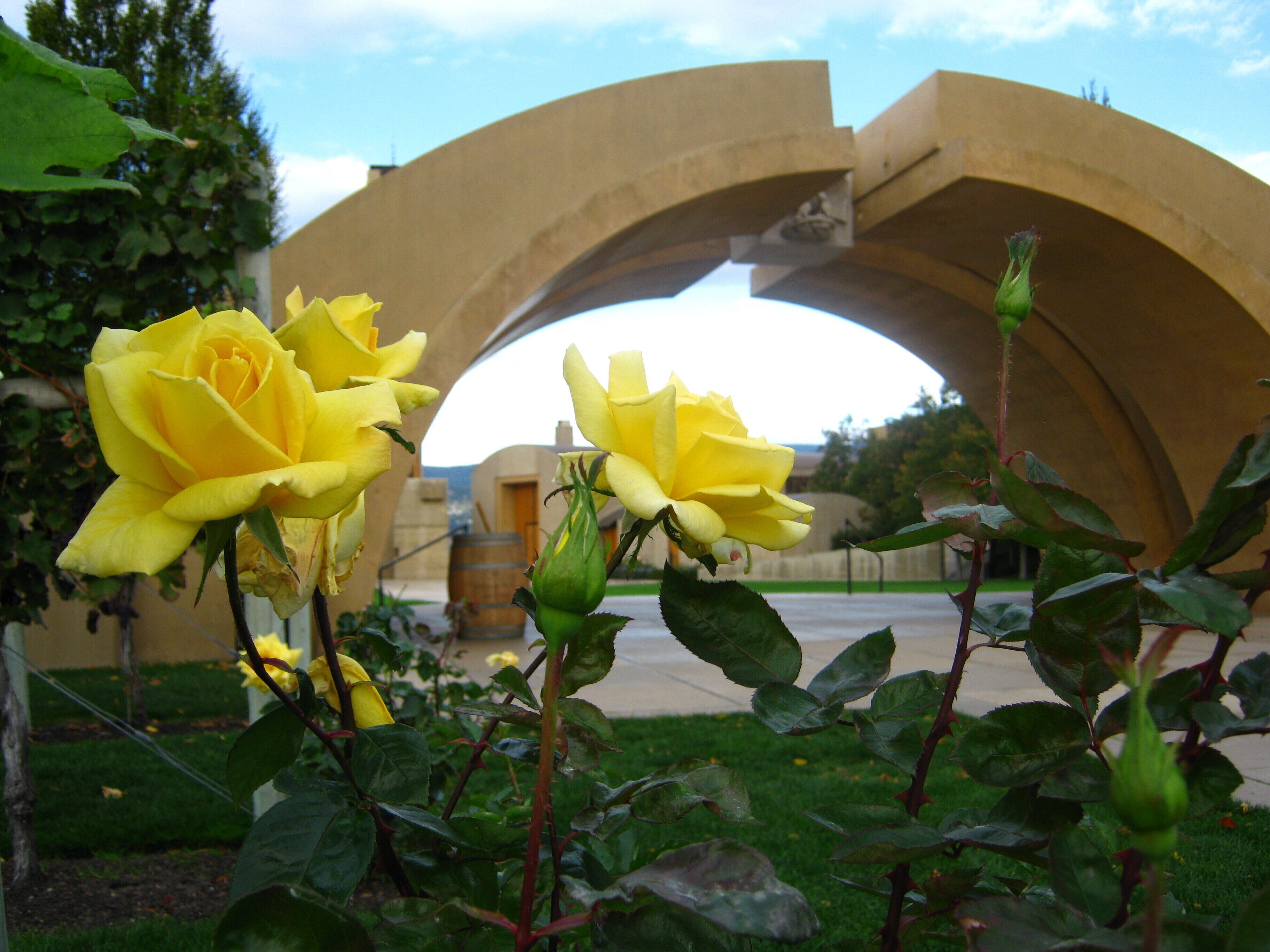 A yellow rose in a garden with a stone archway in the background.
